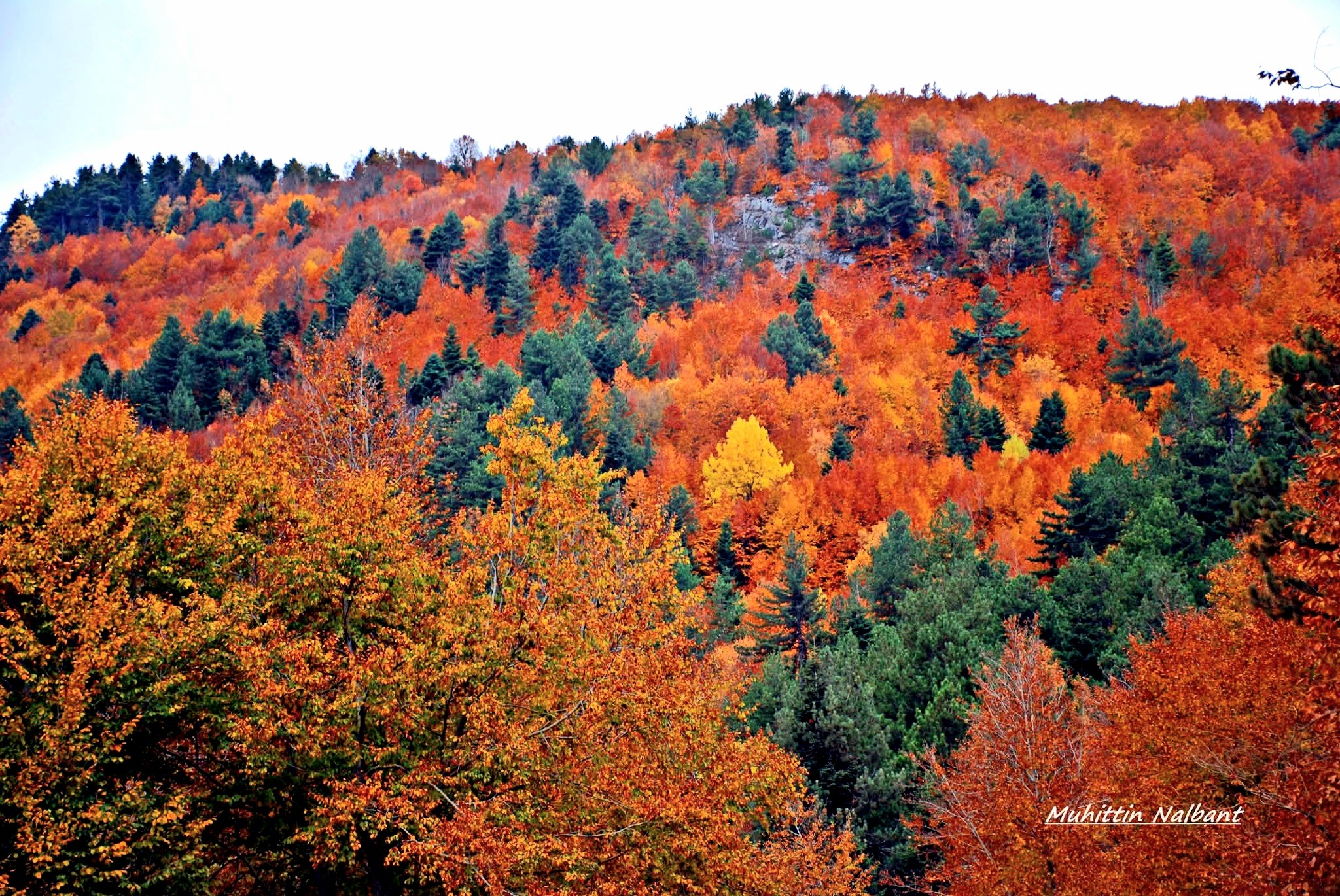 Osmaniye Küllü Köyü Ve Hinzırlı Yaylası Doğası Keşfediliyor6