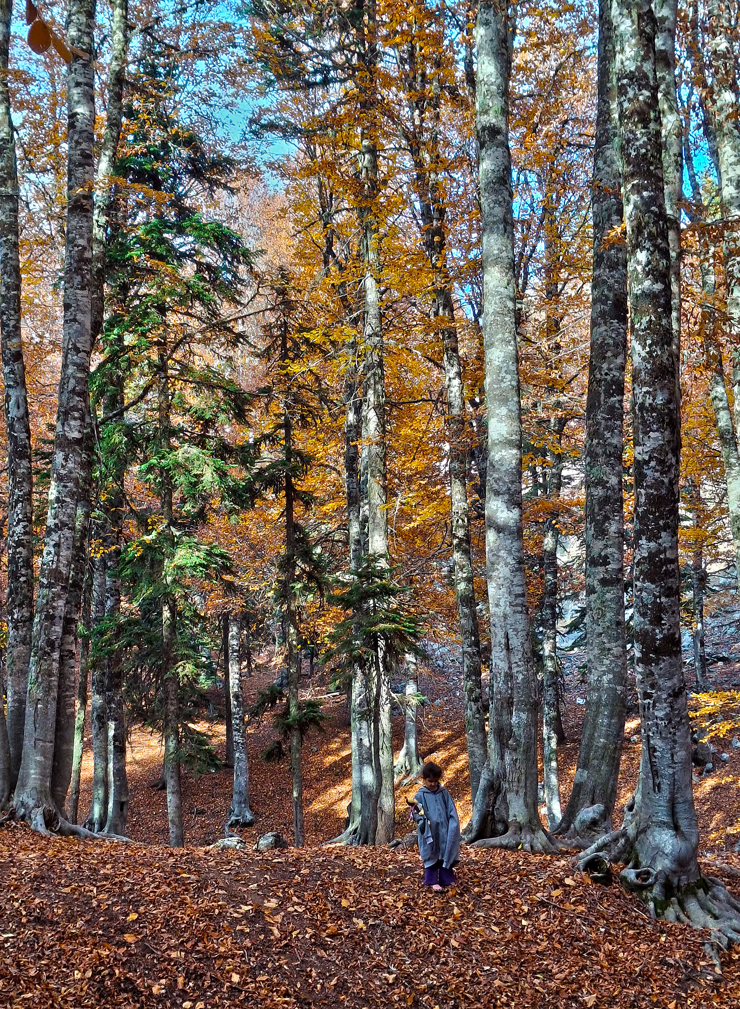 Osmaniye Sumbas’ın Saklı Cenneti Toklu Yaylası Doğa Tutkunlarını Bekliyor (15)