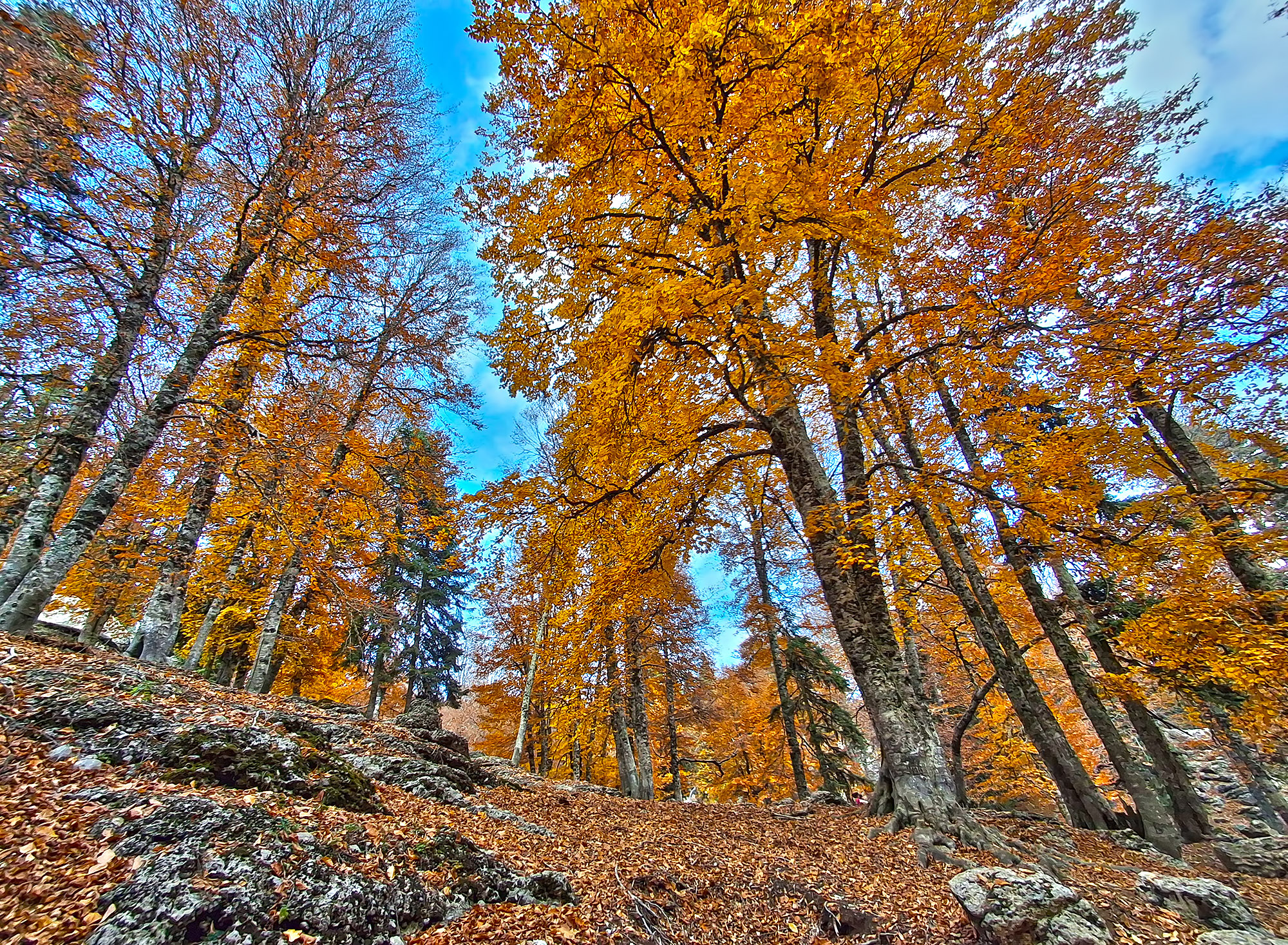 Osmaniye Sumbas’ın Saklı Cenneti Toklu Yaylası Doğa Tutkunlarını Bekliyor (3)