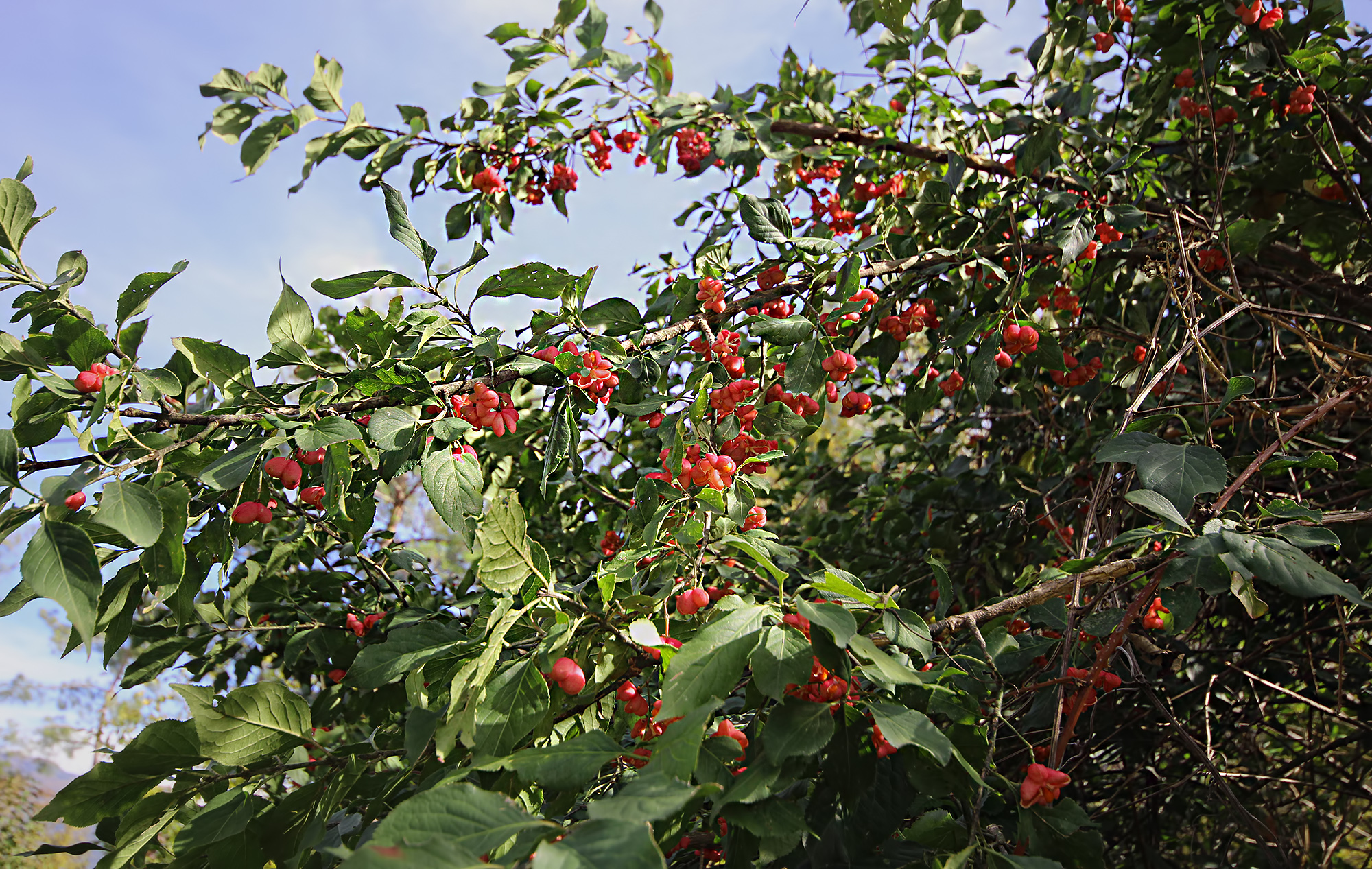 Osmaniye’de İğcik Ağacı Doğa Tutkunlarını Büyülüyor2