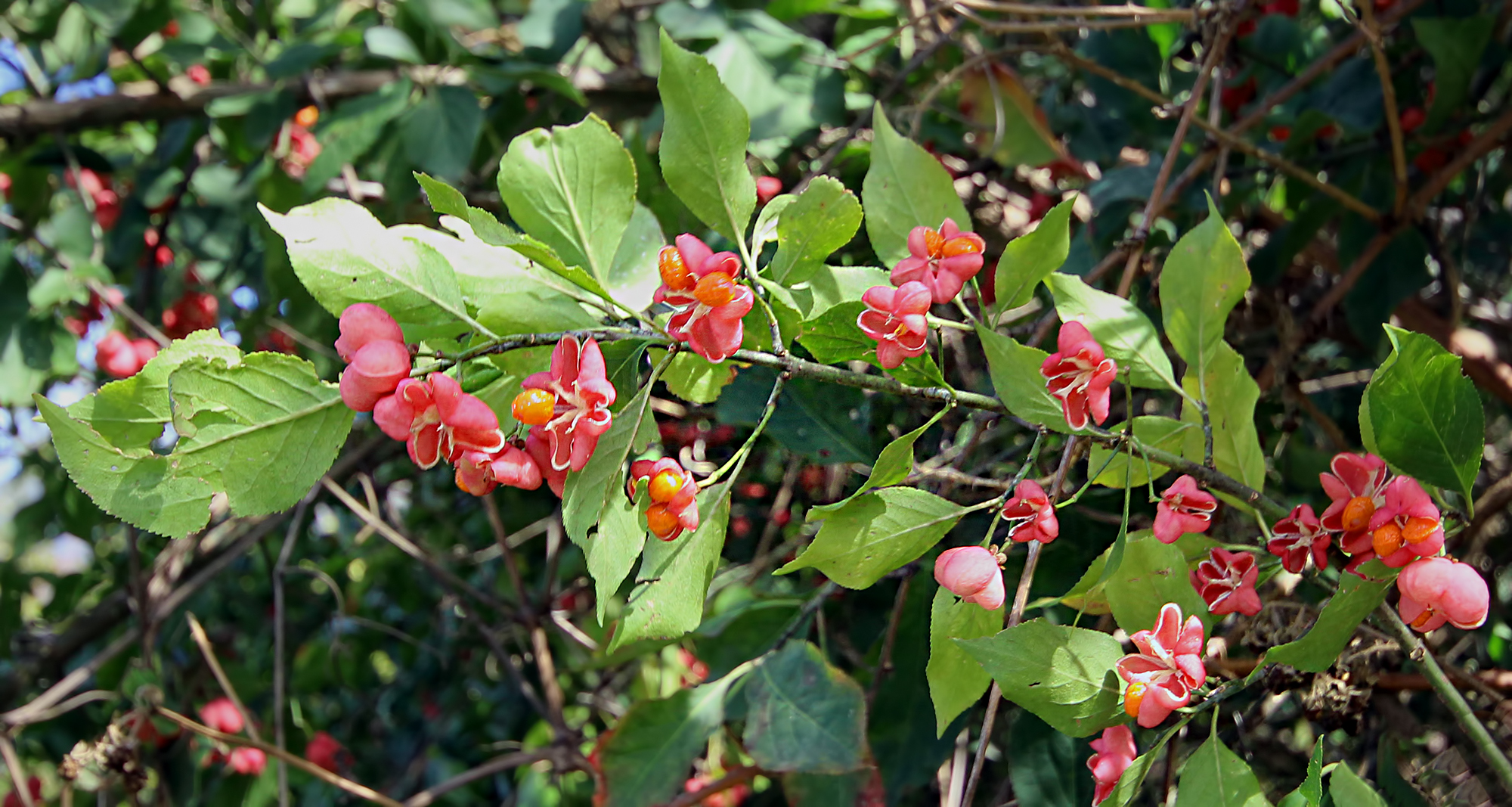 Osmaniye’de İğcik Ağacı Doğa Tutkunlarını Büyülüyor5