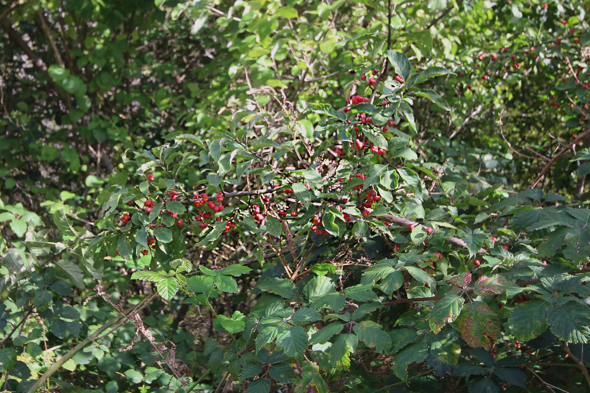Osmaniye’de İğcik Ağacı Doğa Tutkunlarını Büyülüyor6