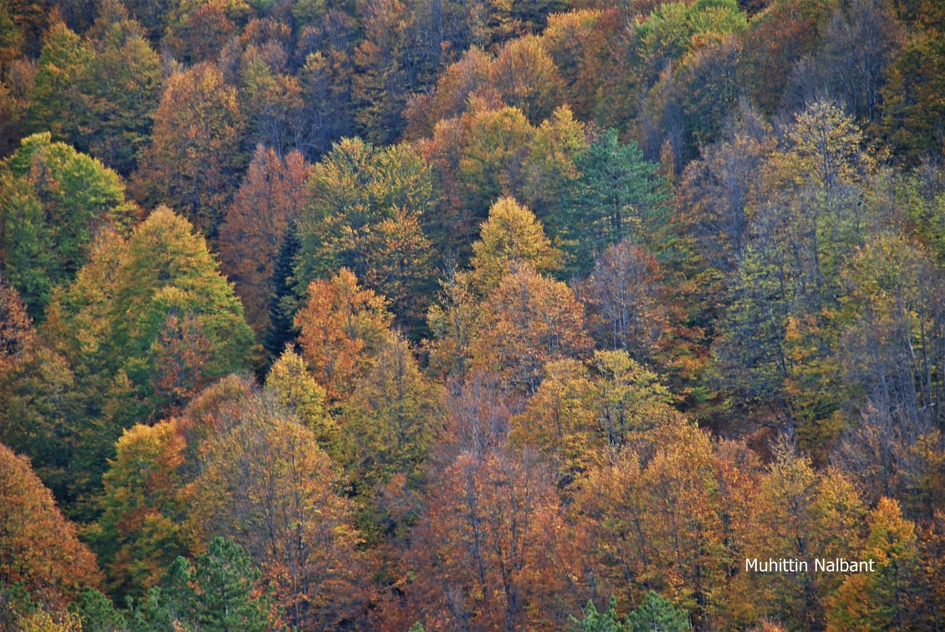 Osmaniye’de Koyunmeleden Doğa Yürüyüşü Keyfi3