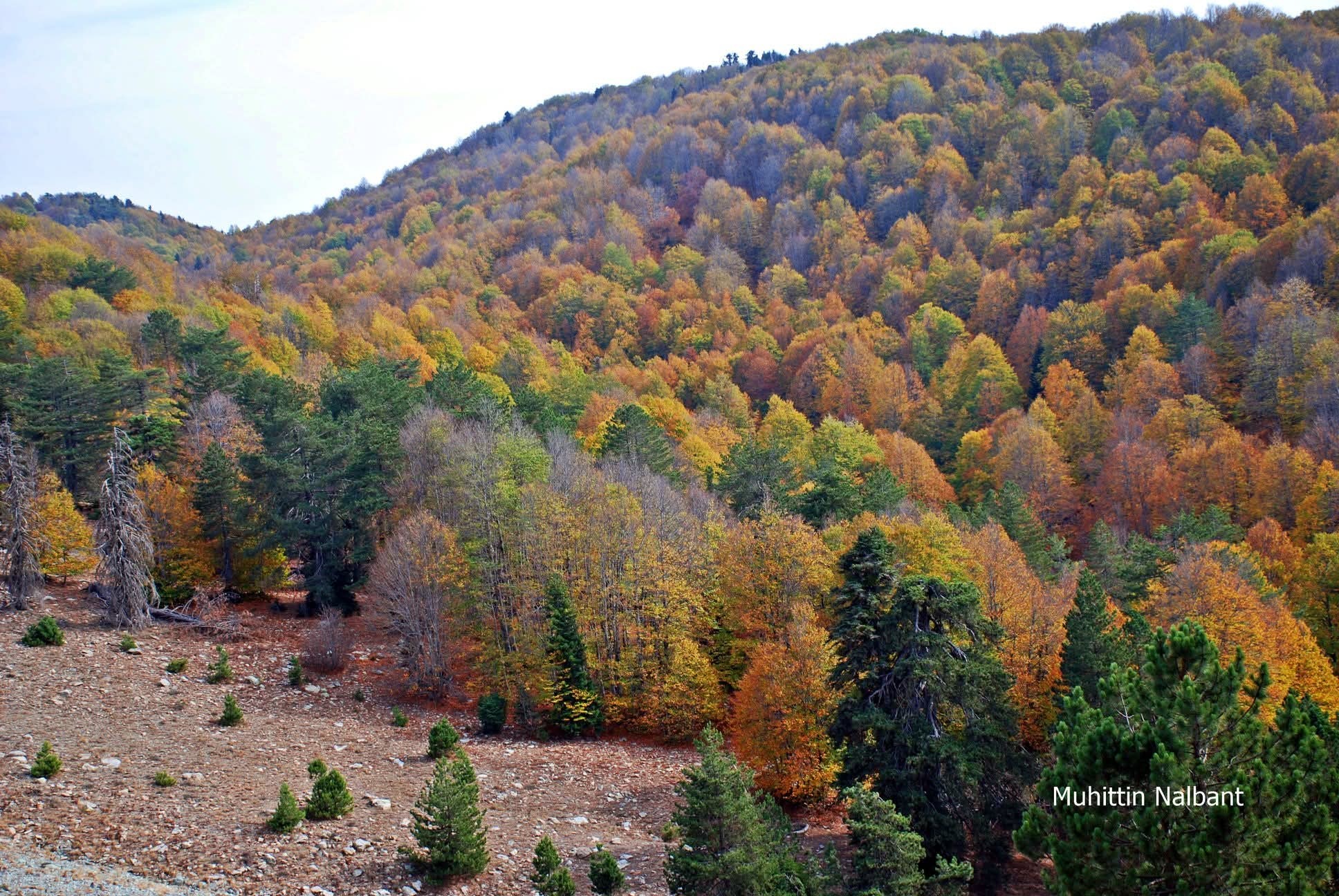 Osmaniye’de Koyunmeleden Doğa Yürüyüşü Keyfi4