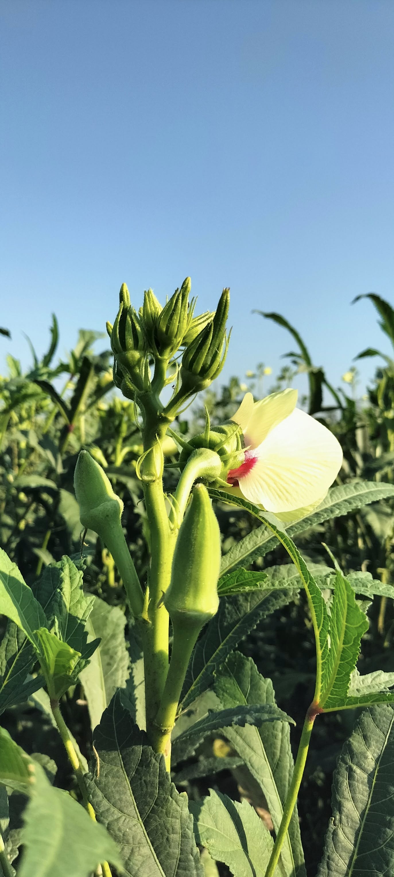 Osmaniye’de Kümbet Bamya Sulamasında Doğru Zaman Kritik (1)
