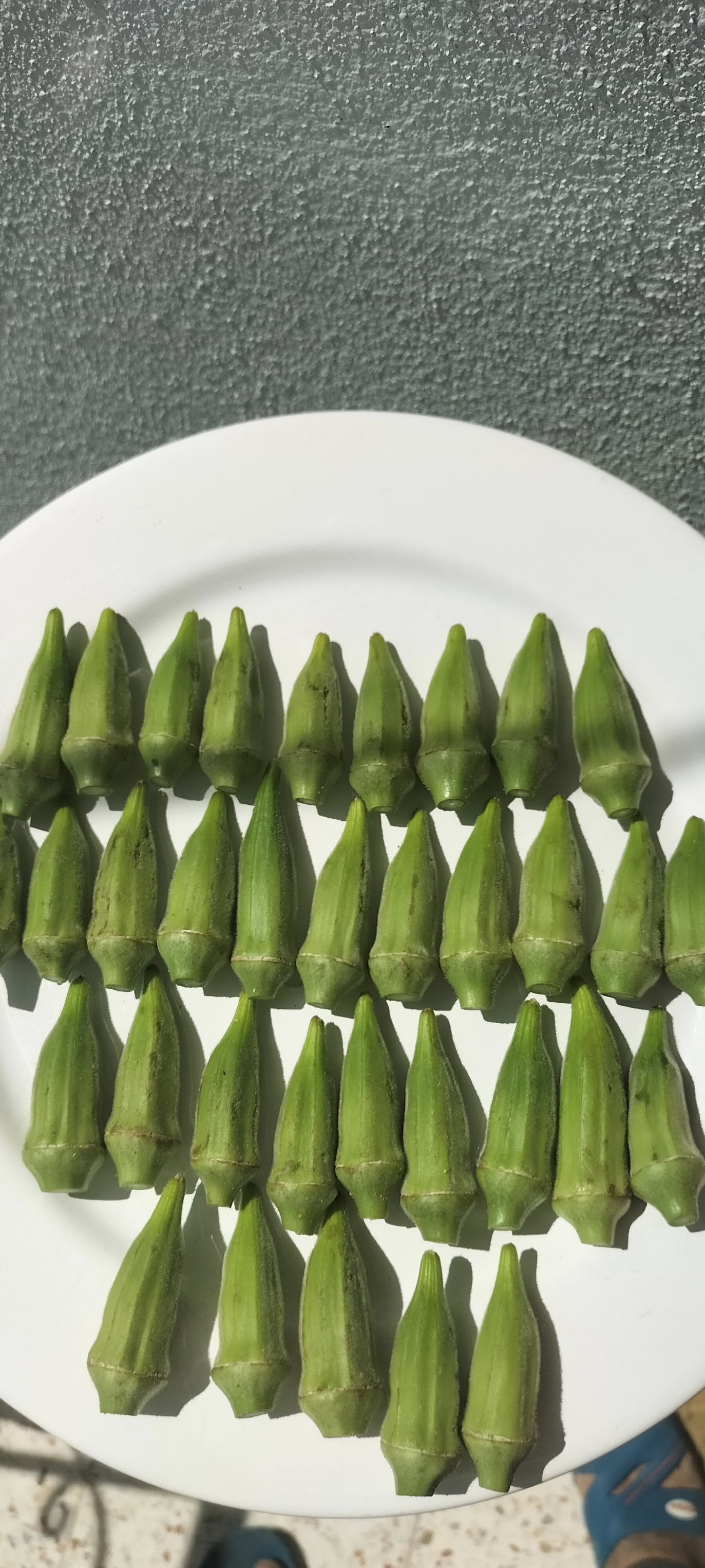 Osmaniye’de Kümbet Bamya Sulamasında Doğru Zaman Kritik (10)