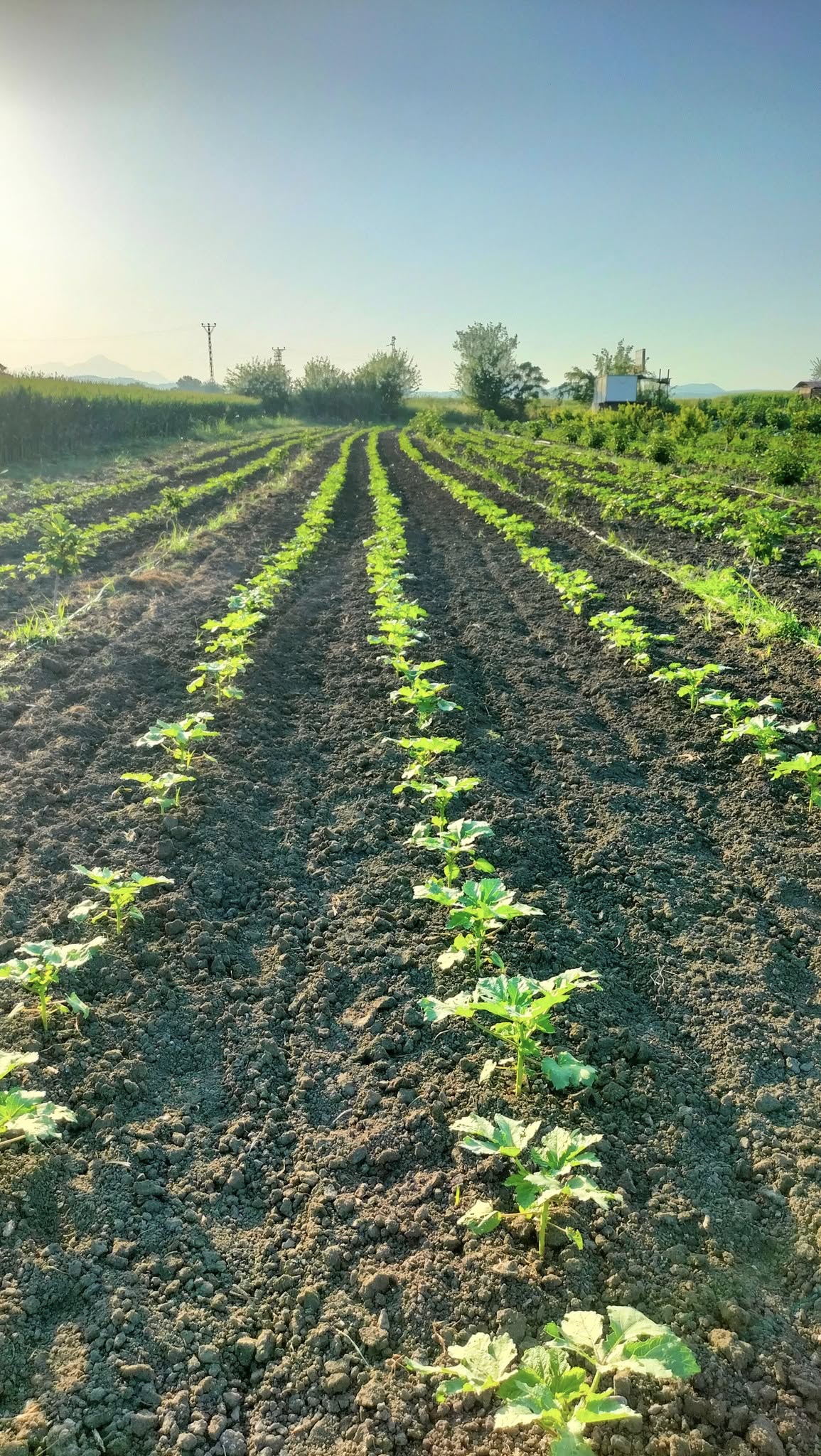 Osmaniye’de Kümbet Bamya Sulamasında Doğru Zaman Kritik (2)