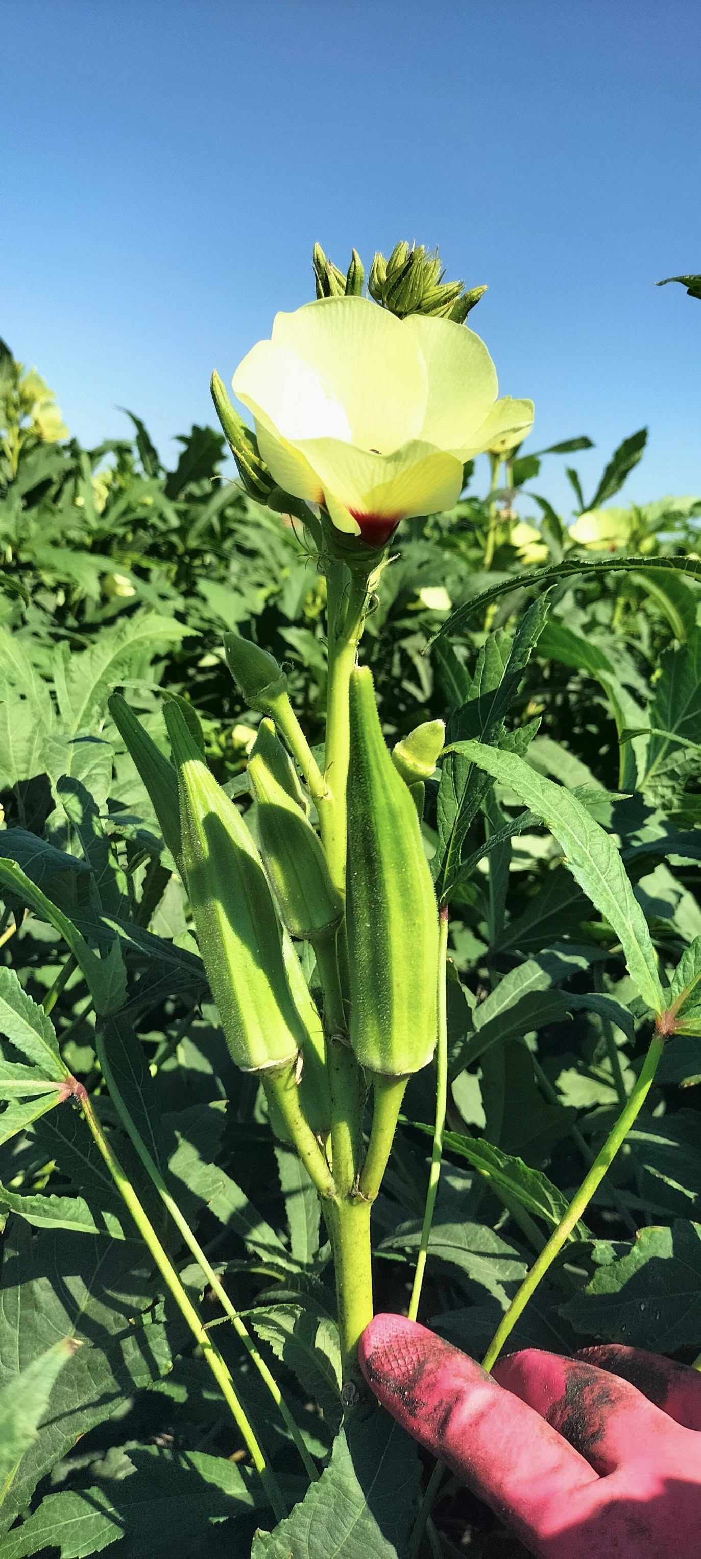 Osmaniye’de Kümbet Bamya Sulamasında Doğru Zaman Kritik (3)