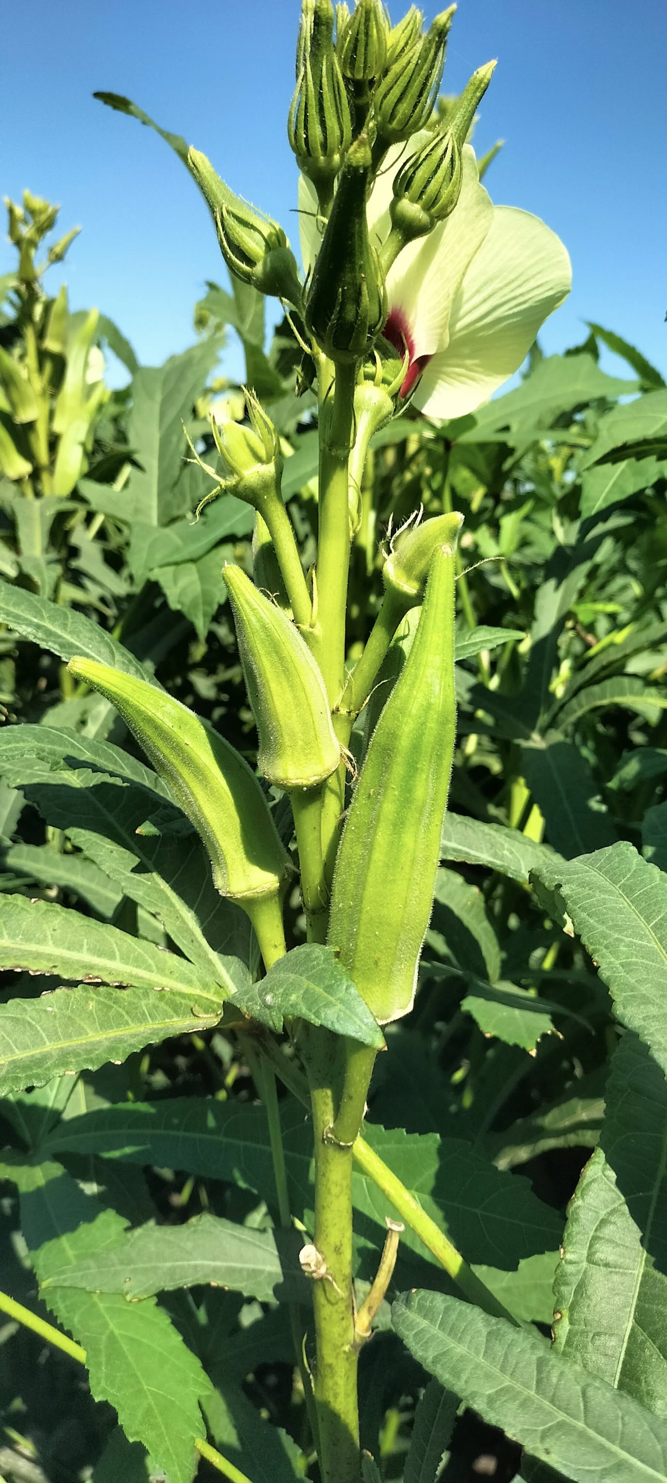 Osmaniye’de Kümbet Bamya Sulamasında Doğru Zaman Kritik (4)