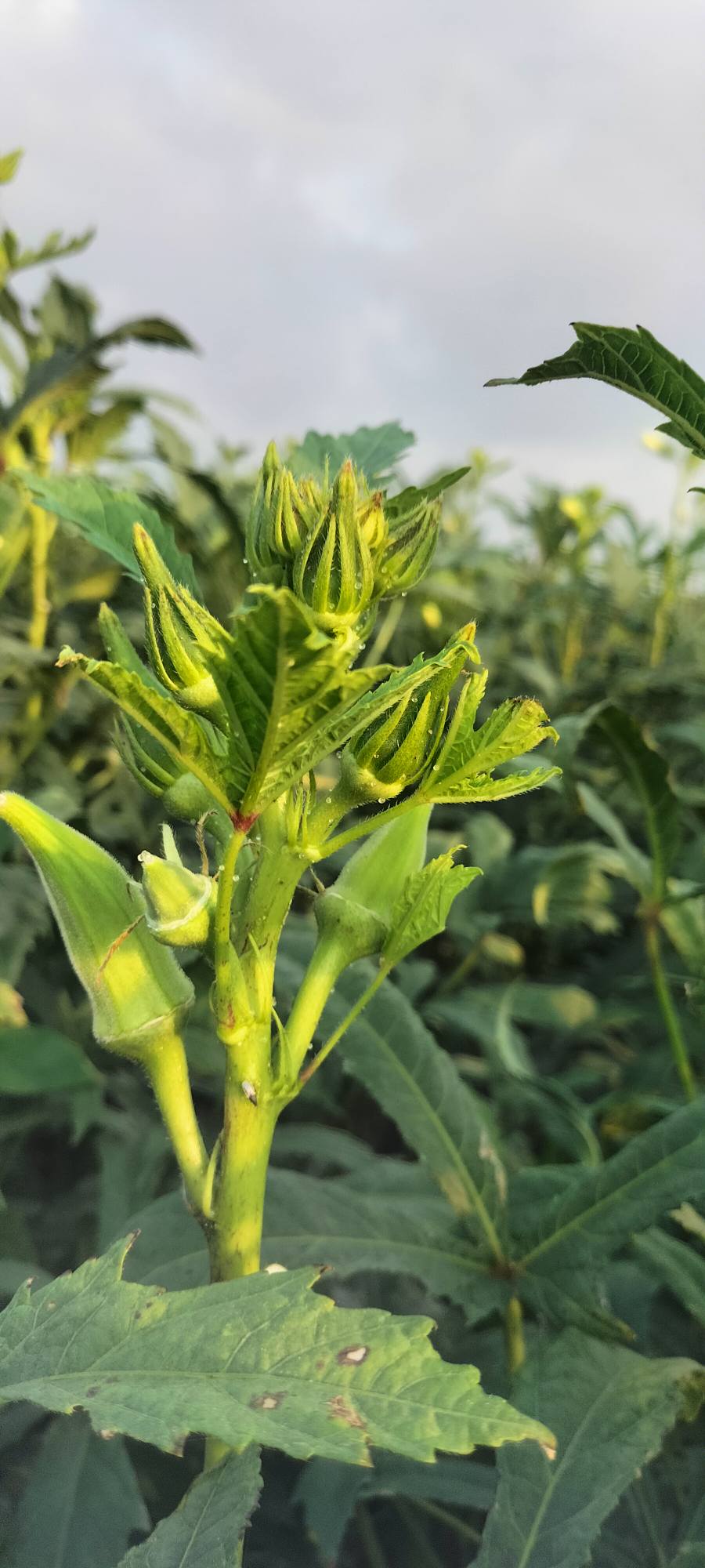 Osmaniye’de Kümbet Bamya Sulamasında Doğru Zaman Kritik (5)