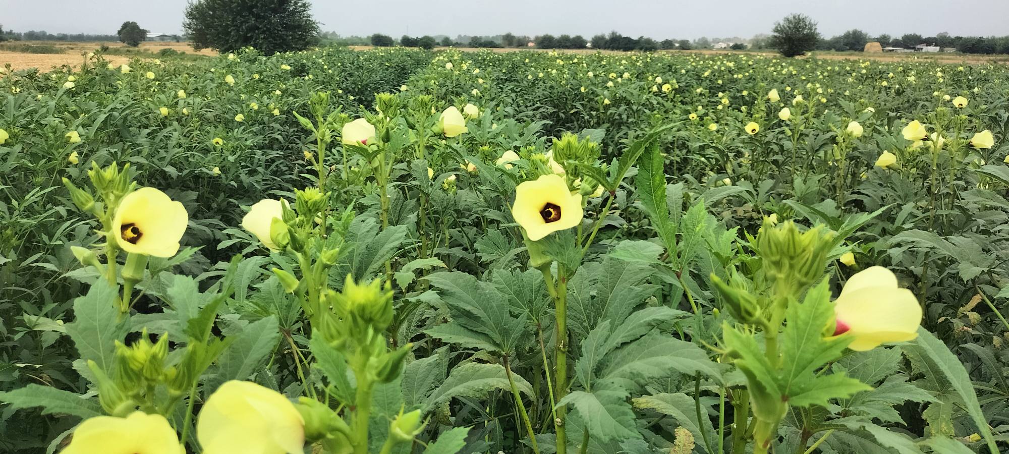 Osmaniye’de Kümbet Bamya Sulamasında Doğru Zaman Kritik (6)