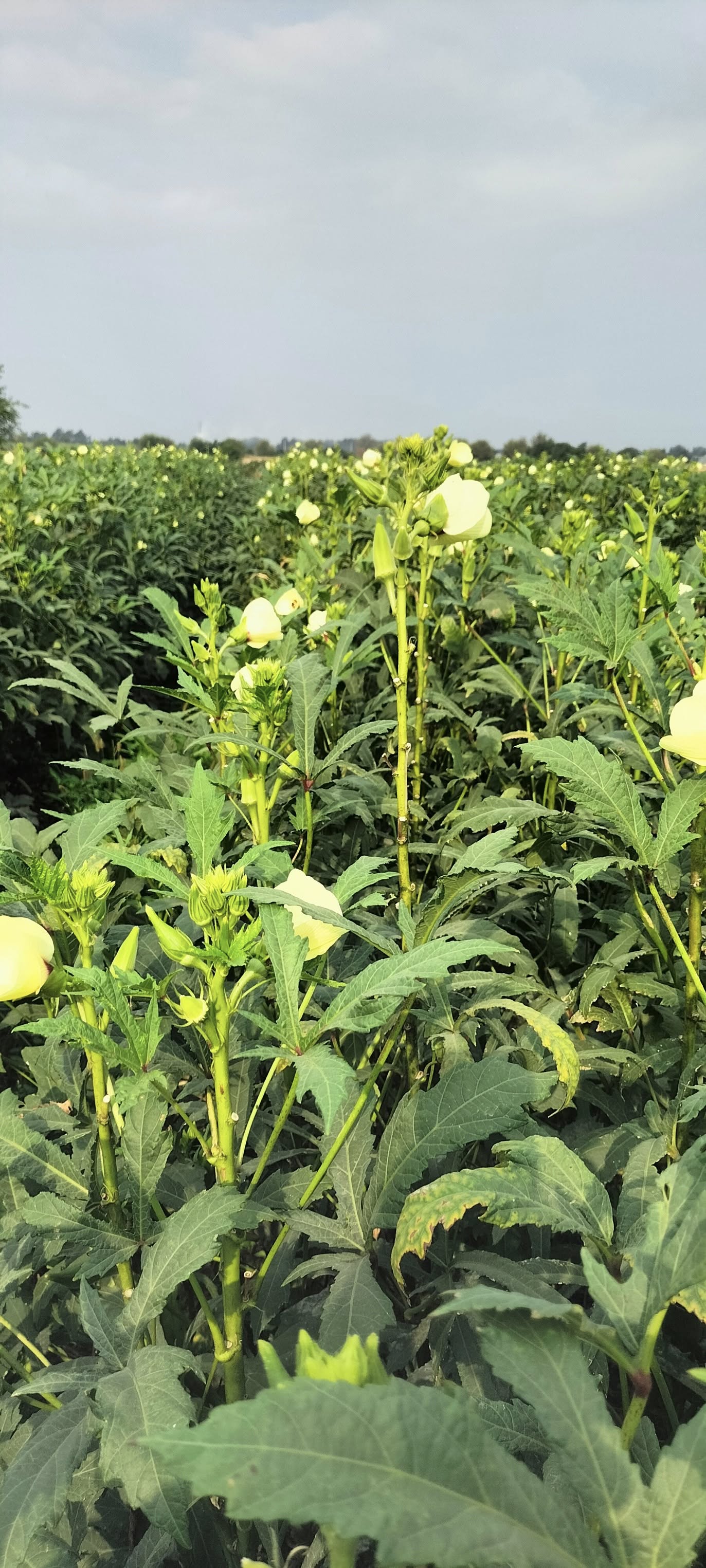 Osmaniye’de Kümbet Bamya Sulamasında Doğru Zaman Kritik (7)