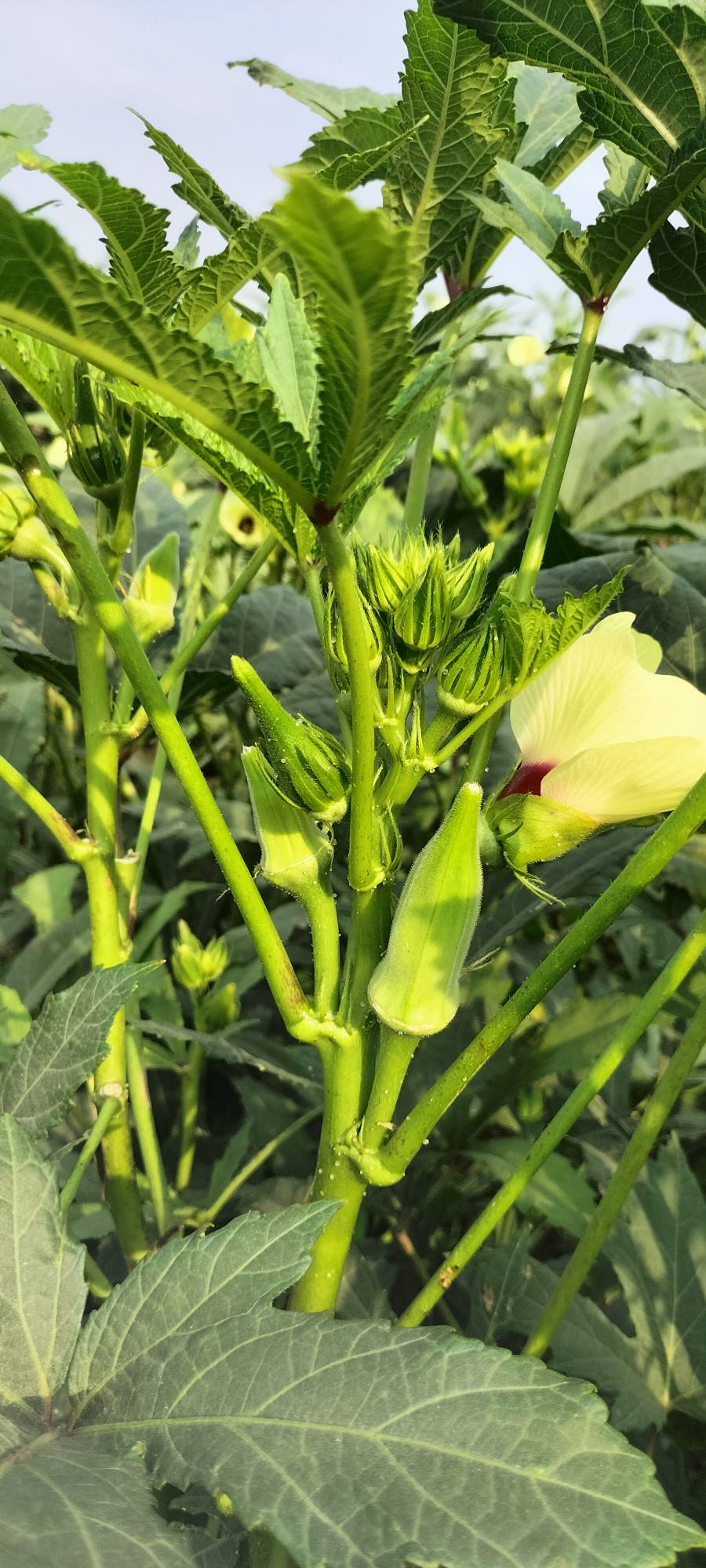 Osmaniye’de Kümbet Bamya Sulamasında Doğru Zaman Kritik (8)