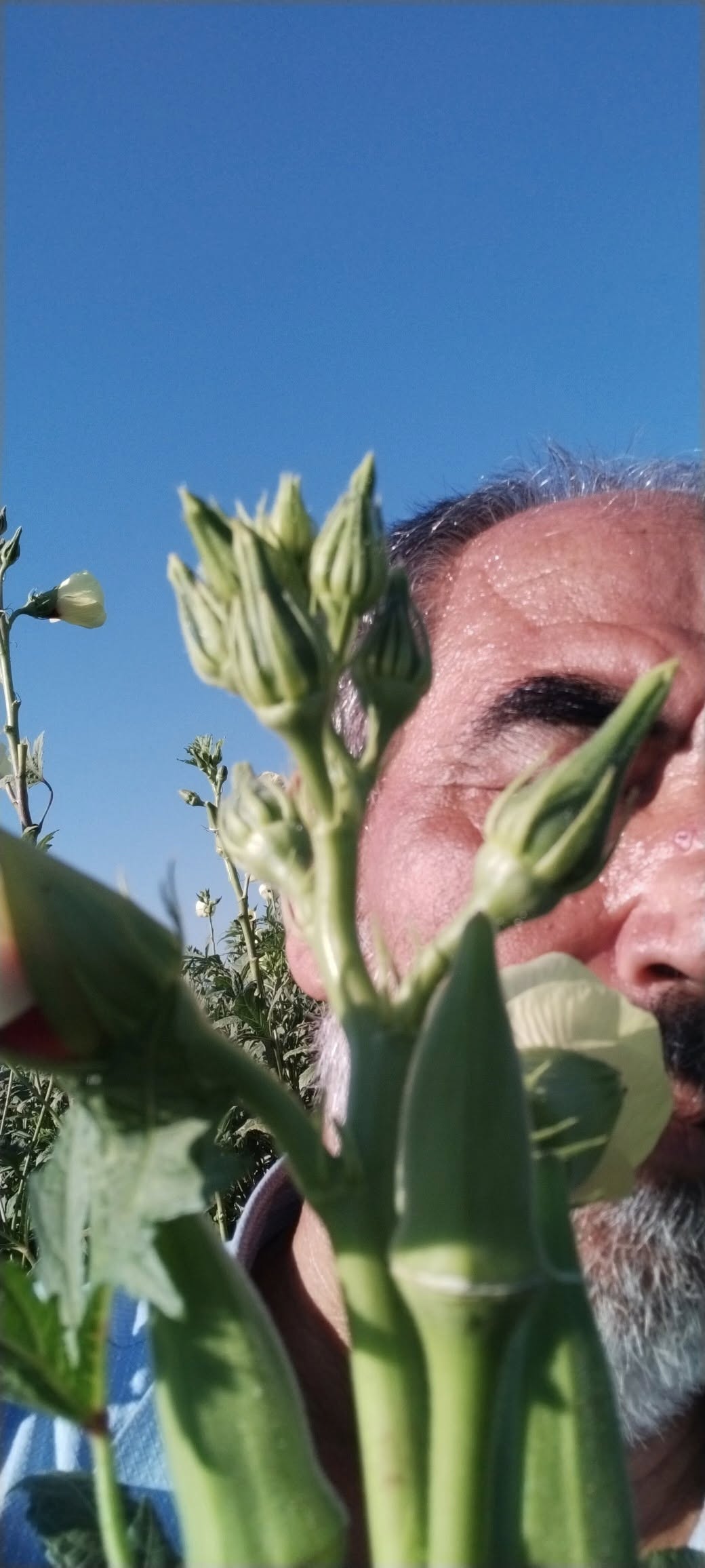 Osmaniye’de Kümbet Bamya Sulamasında Doğru Zaman Kritik (9)