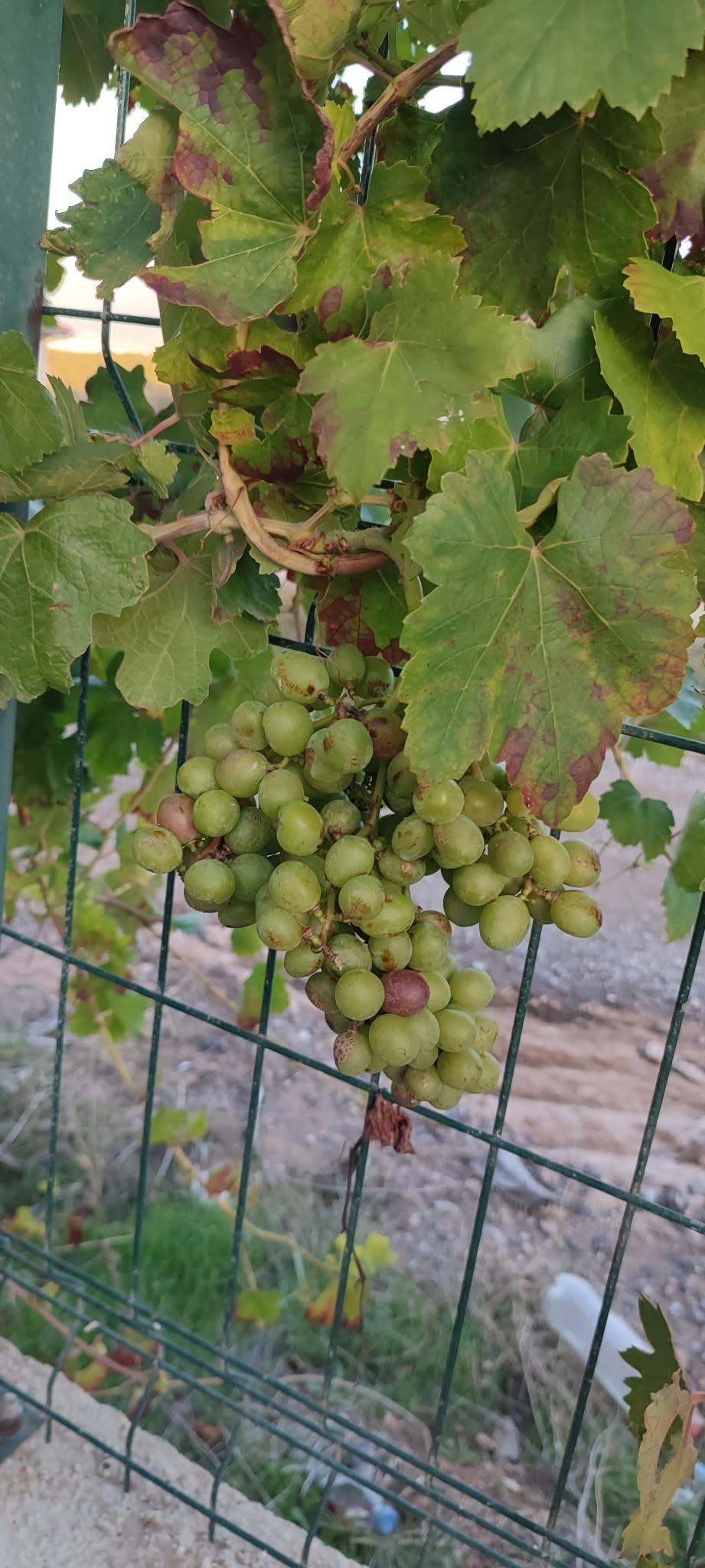Osmaniye’de Sıcak Hava Ağaçların Erken Çiçek Açmasına Yol Açtı2