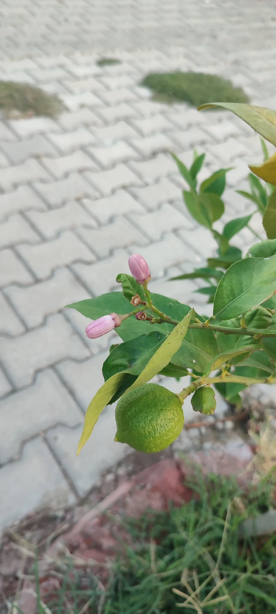 Osmaniye’de Sıcak Hava Ağaçların Erken Çiçek Açmasına Yol Açtı3