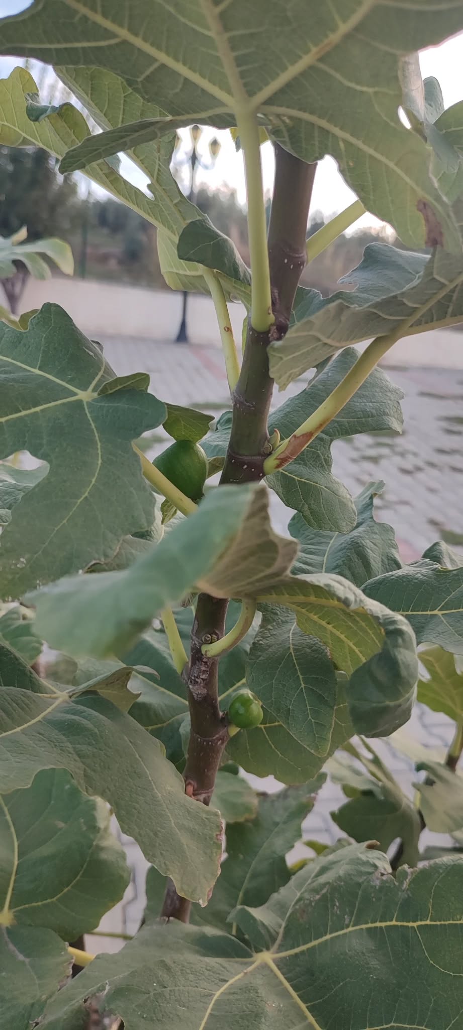Osmaniye’de Sıcak Hava Ağaçların Erken Çiçek Açmasına Yol Açtı4