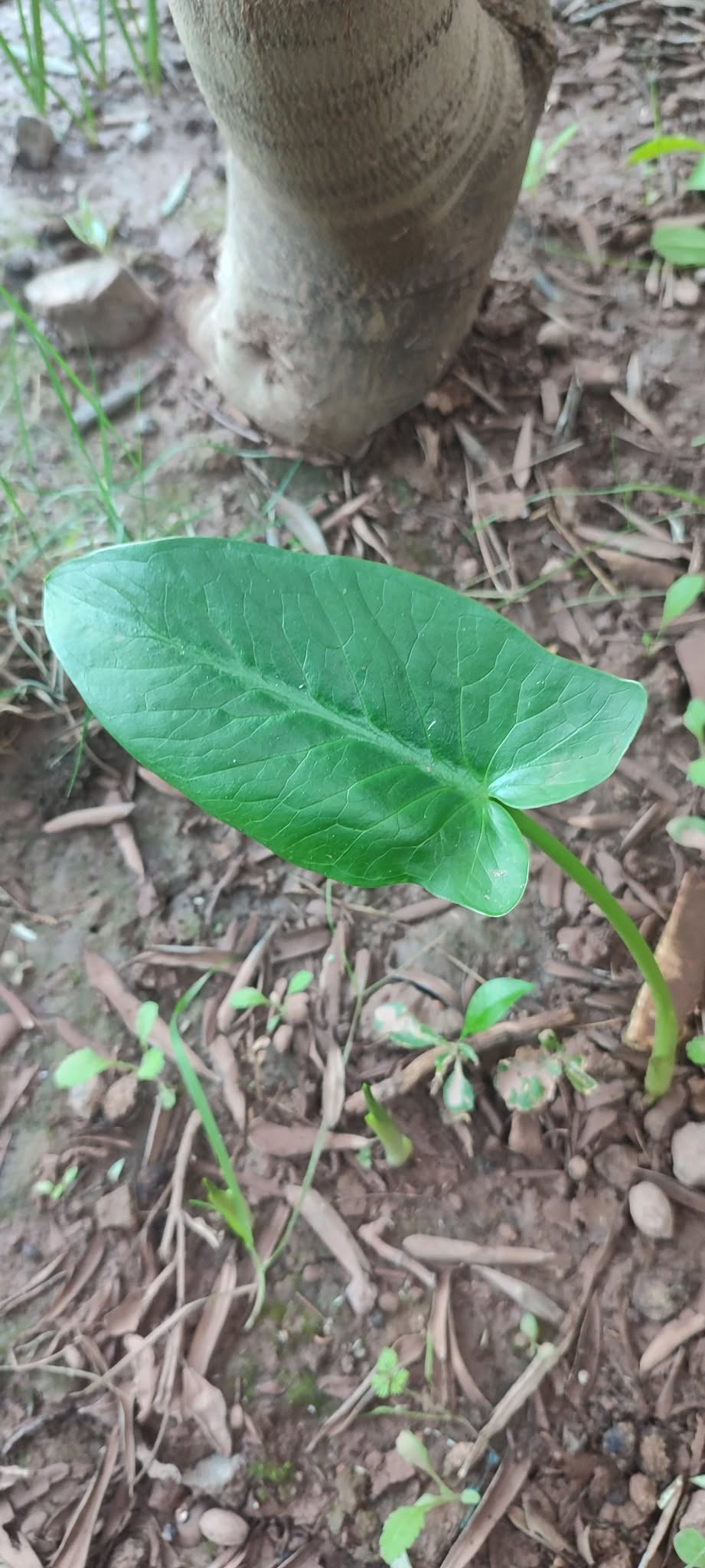 Osmaniye’de Sıcak Hava Ağaçların Erken Çiçek Açmasına Yol Açtı6