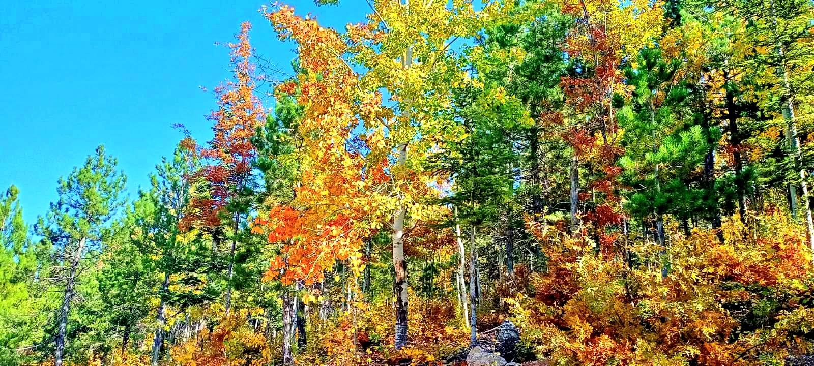 Osmaniye’de Sonbahar Altın Renkli Yolculuk (2)