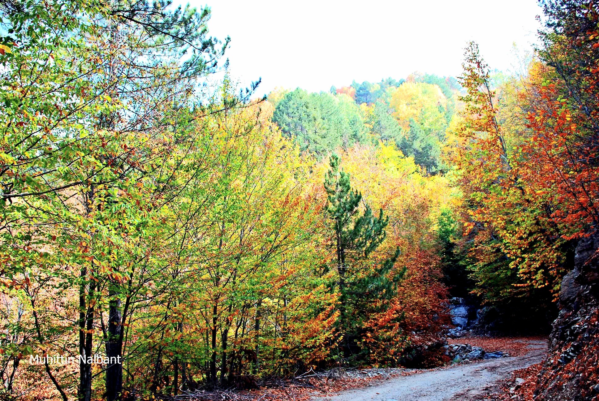 Osmaniye’de Sonbahar Altın Renkli Yolculuk (5)