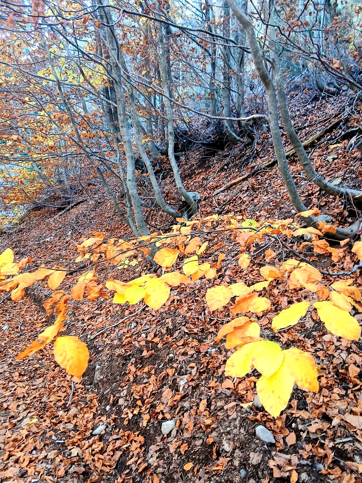 Osmaniye’de Sonbahar Altın Renkli Yolculuk (8)