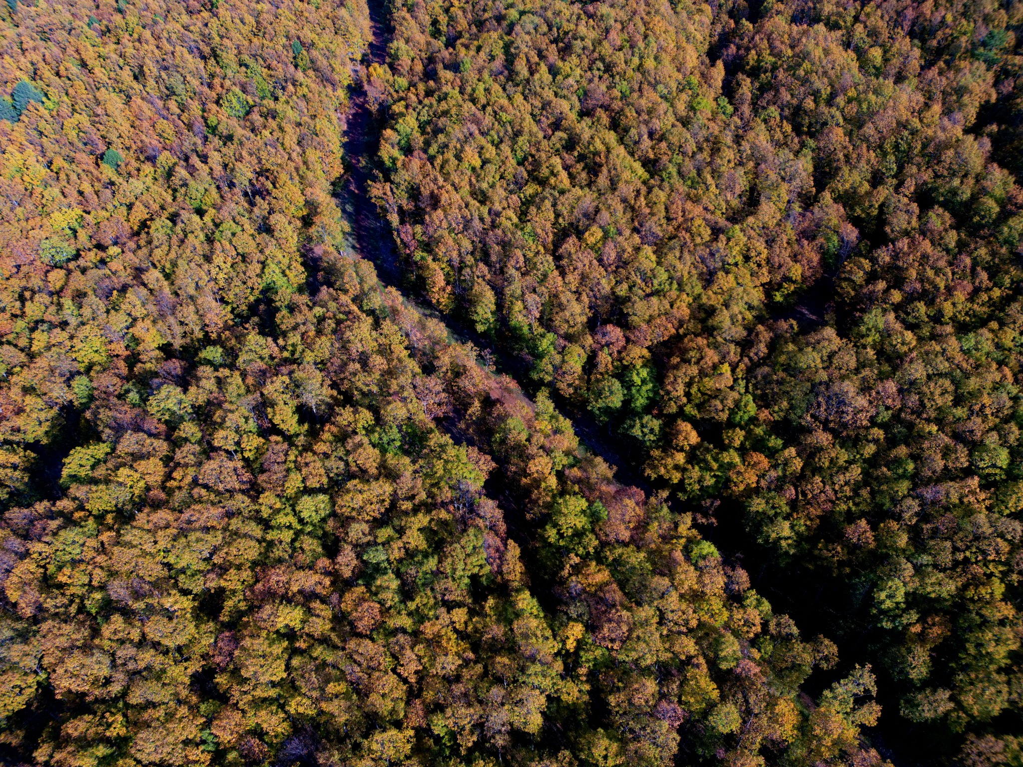 Osmaniye’de Sonbahar Dişbudak Yaylası Büyüleyici Görünüyor3