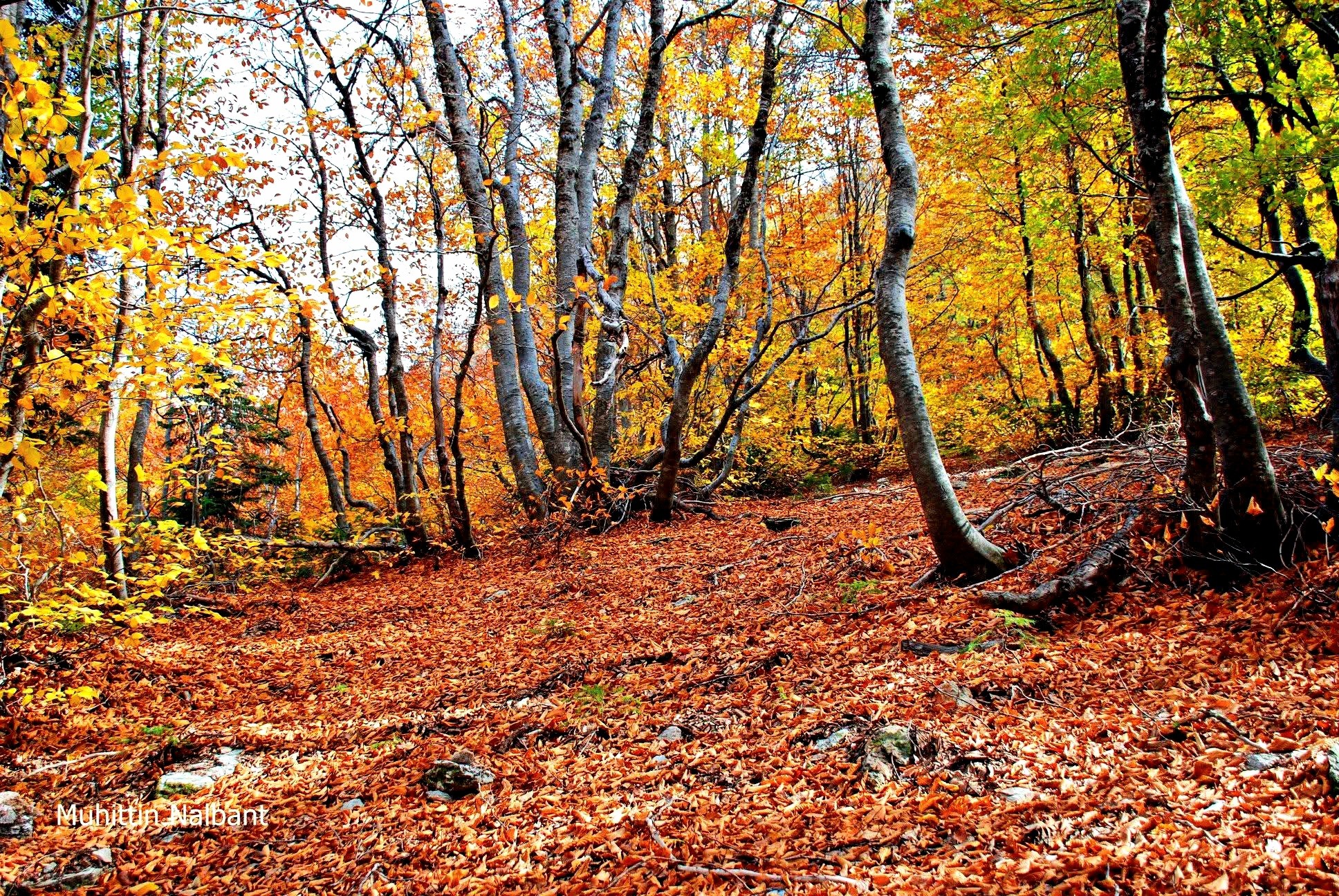 Osmaniye’de Zorkun Yaylası Keldaz Güzellikleriyle Büyülüyor2