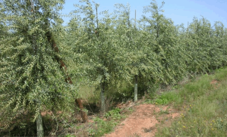 Osmaniyeliler İçin Çiftçilere Zeytin Fidanı Desteği1