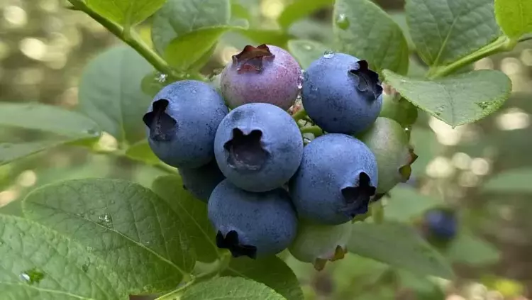 Osmaniyeliler İçin Yüksek Tansiyonu Dengeleyen 17 Yiyecek16