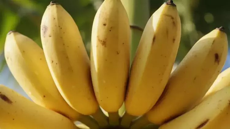 Osmaniyeliler İçin Yüksek Tansiyonu Dengeleyen 17 Yiyecek17