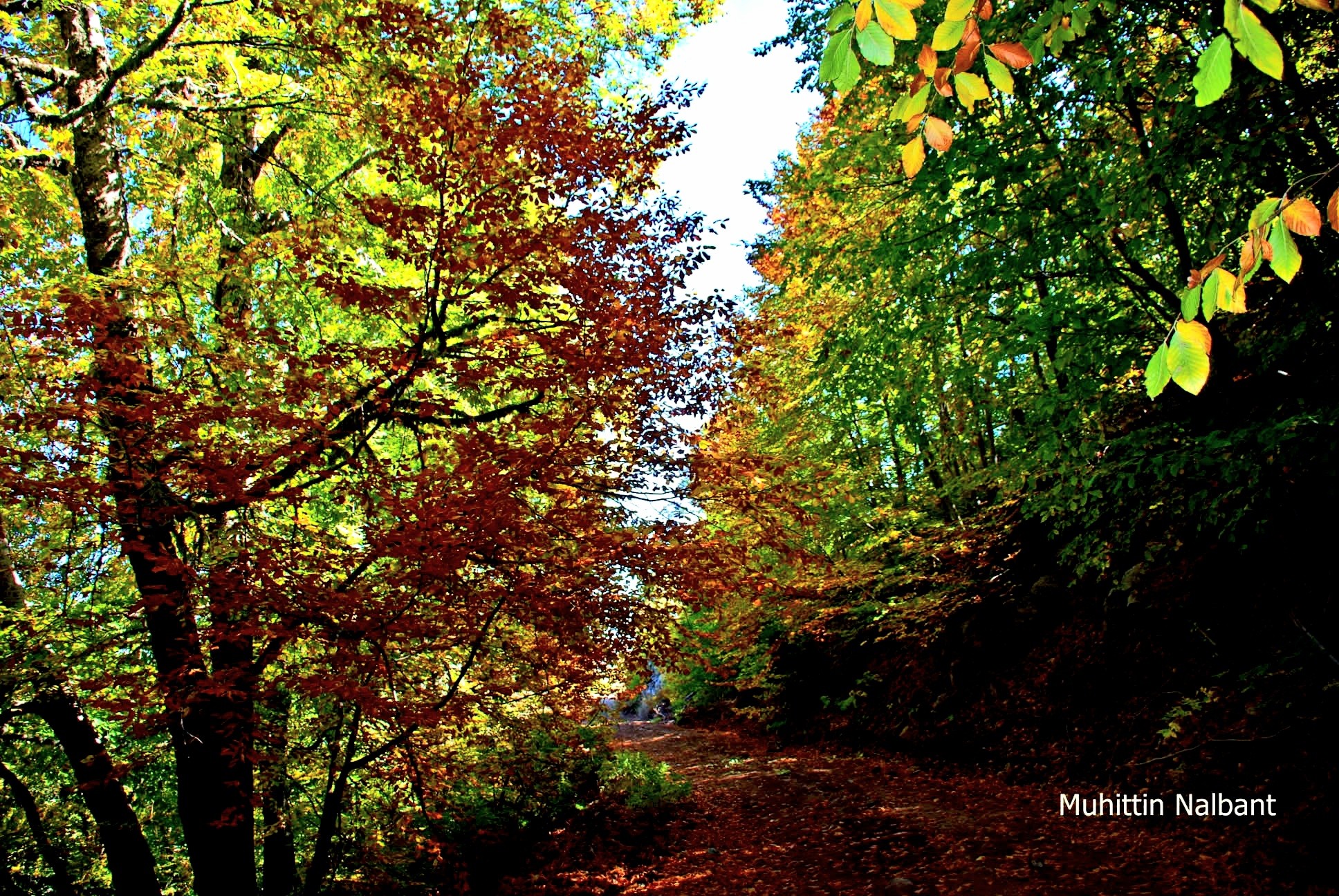 Osmaniye’nin Doğal Güzellikleri Sonbahar Ile Canlanıyor2