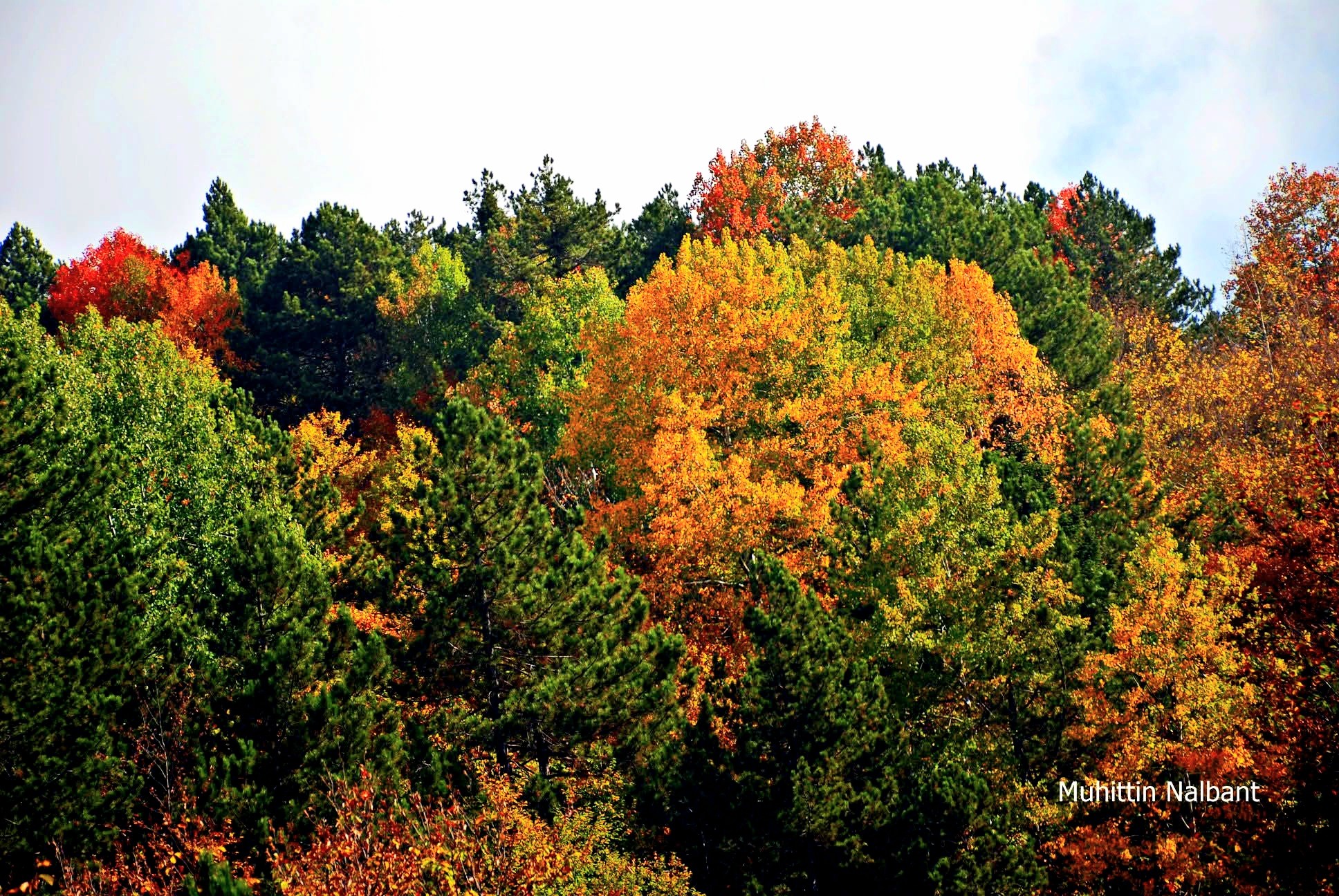 Osmaniye’nin Gözdesi Zorkun Keldaz Yolu4