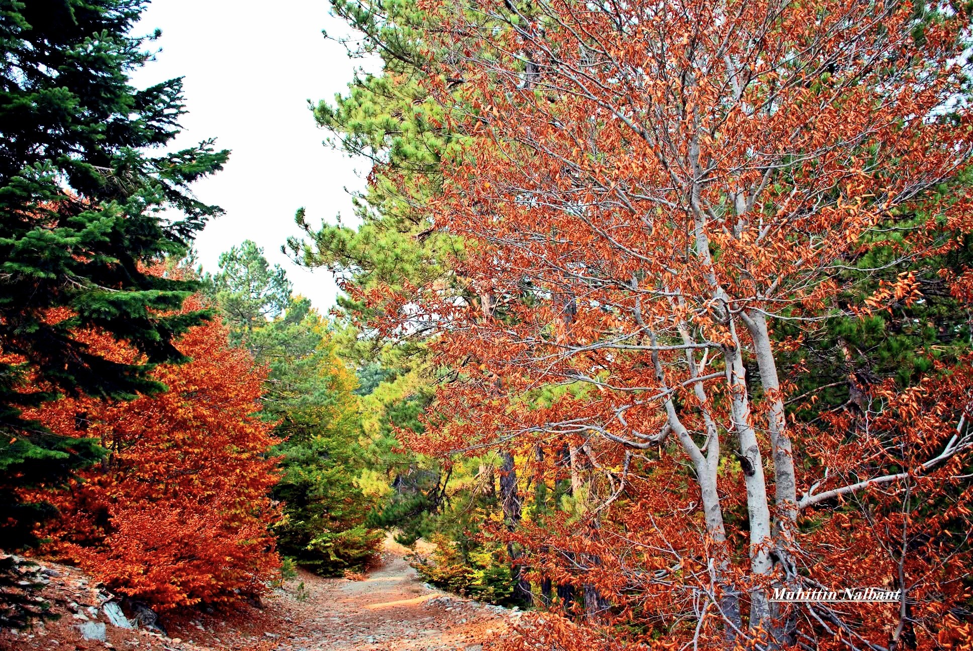 Osmaniye’nin Gözdesi Zorkun Keldaz Yolu7