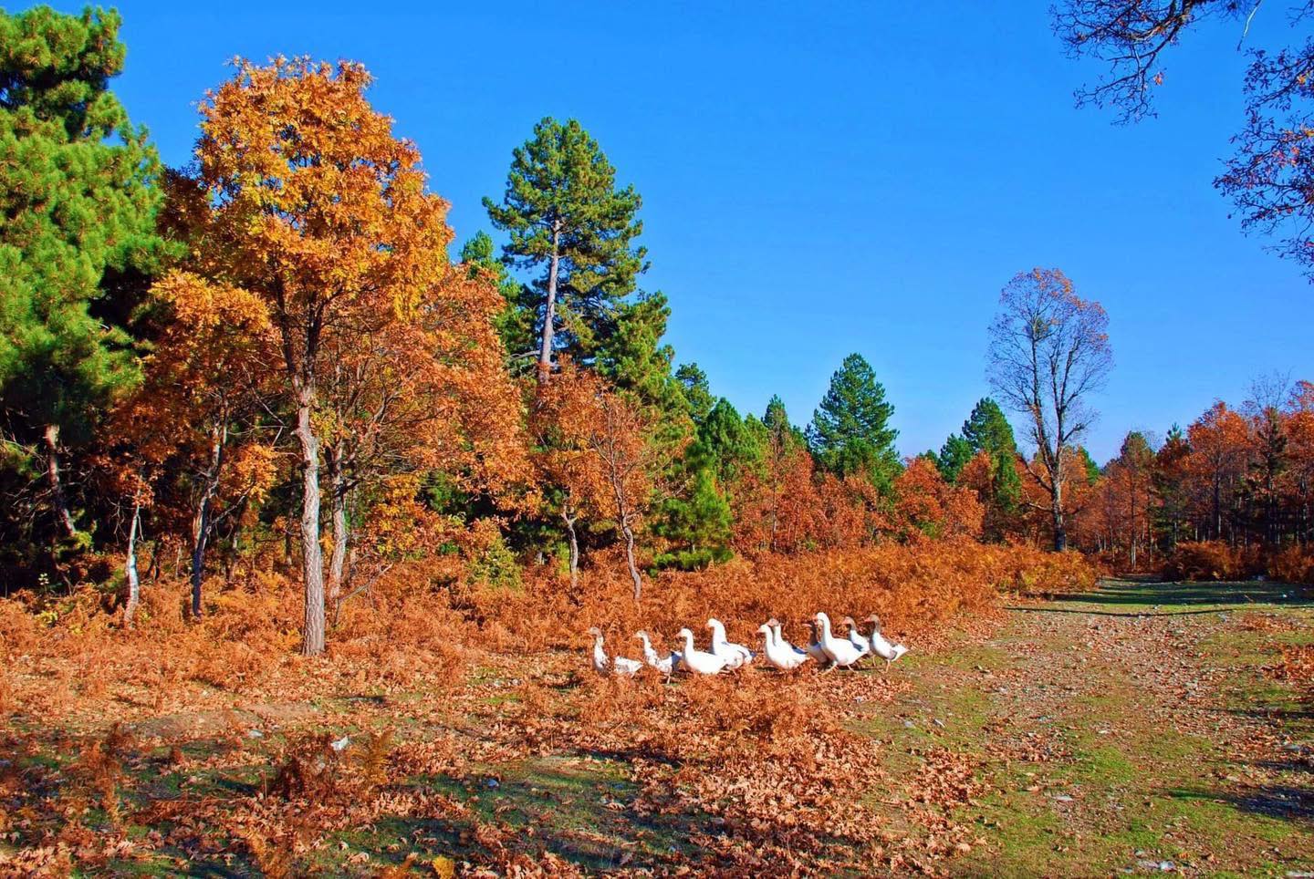 Osmaniye’nin Küllü Köyü Sonbaharda Büyülüyor (5)
