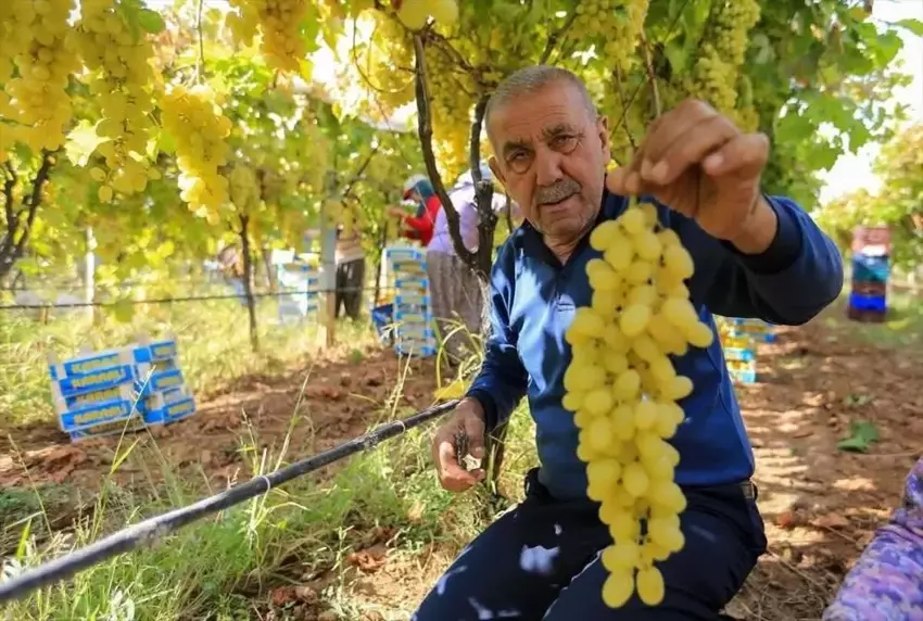 Sarıgöl’de Yaş Üzüm Fiyatları Düşüşte Üretici Zor Durumda2