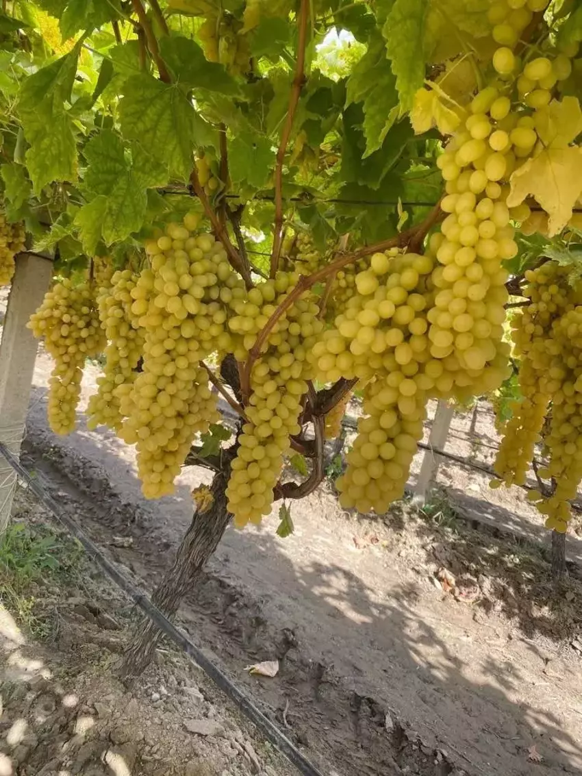 Sarıgöl’de Yaş Üzüm Fiyatları Düşüşte Üretici Zor Durumda3