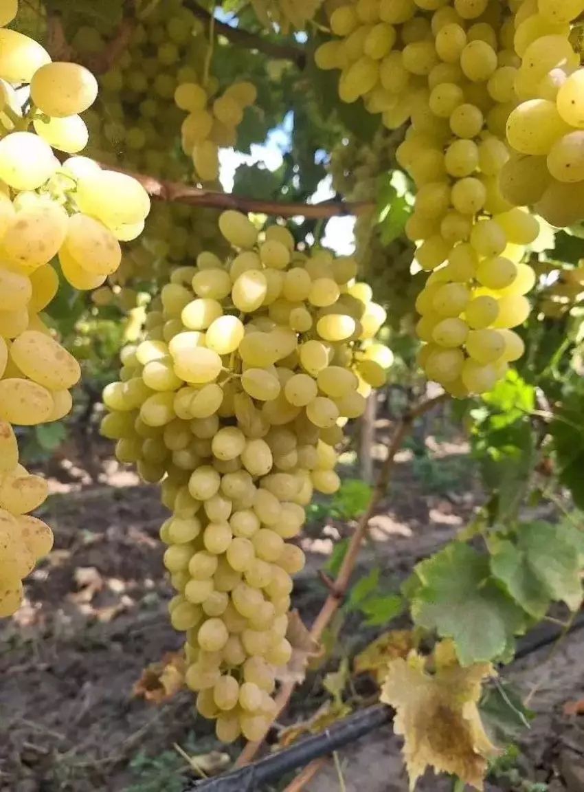 Sarıgöl’de Yaş Üzüm Fiyatları Düşüşte Üretici Zor Durumda4