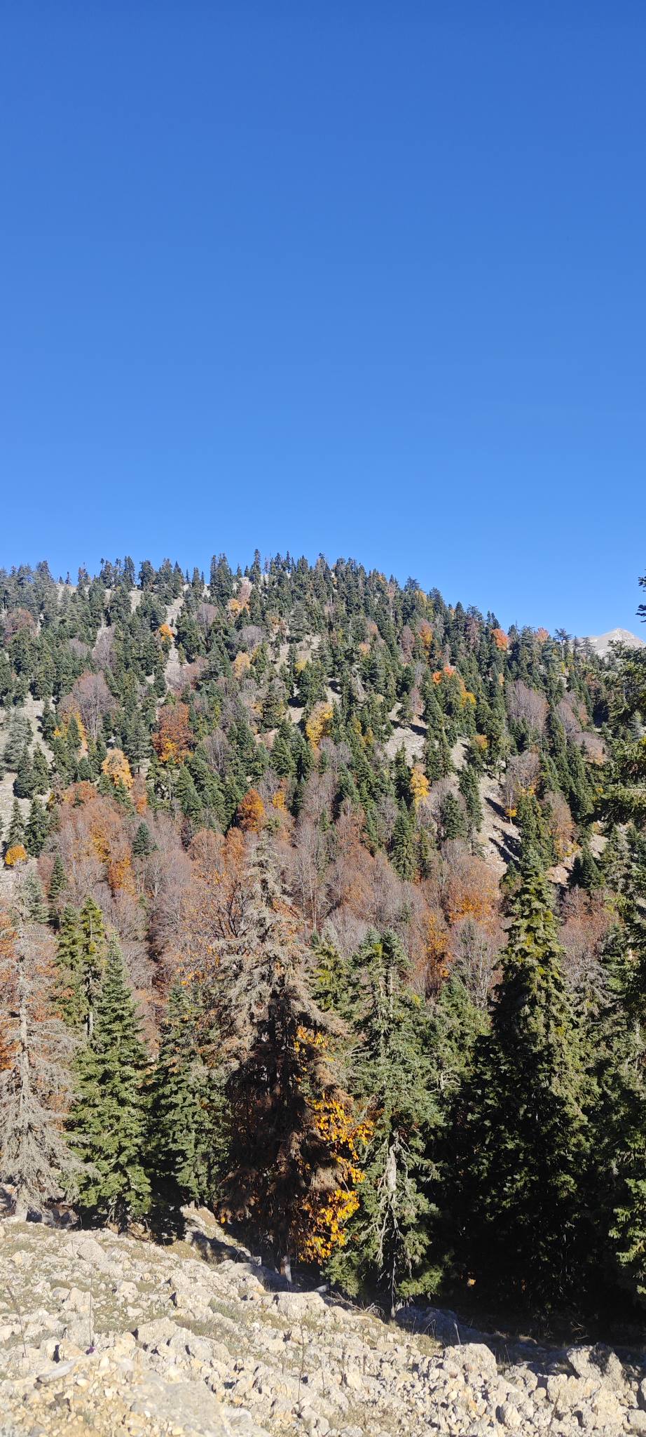 Sumbas Yirce Kayın Ormanları'nda Sonbahar Büyüsü Zirvede (10)