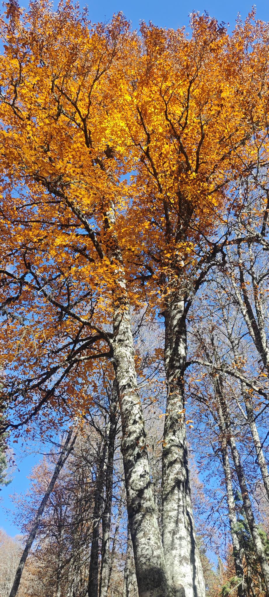 Sumbas Yirce Kayın Ormanları'nda Sonbahar Büyüsü Zirvede (11)