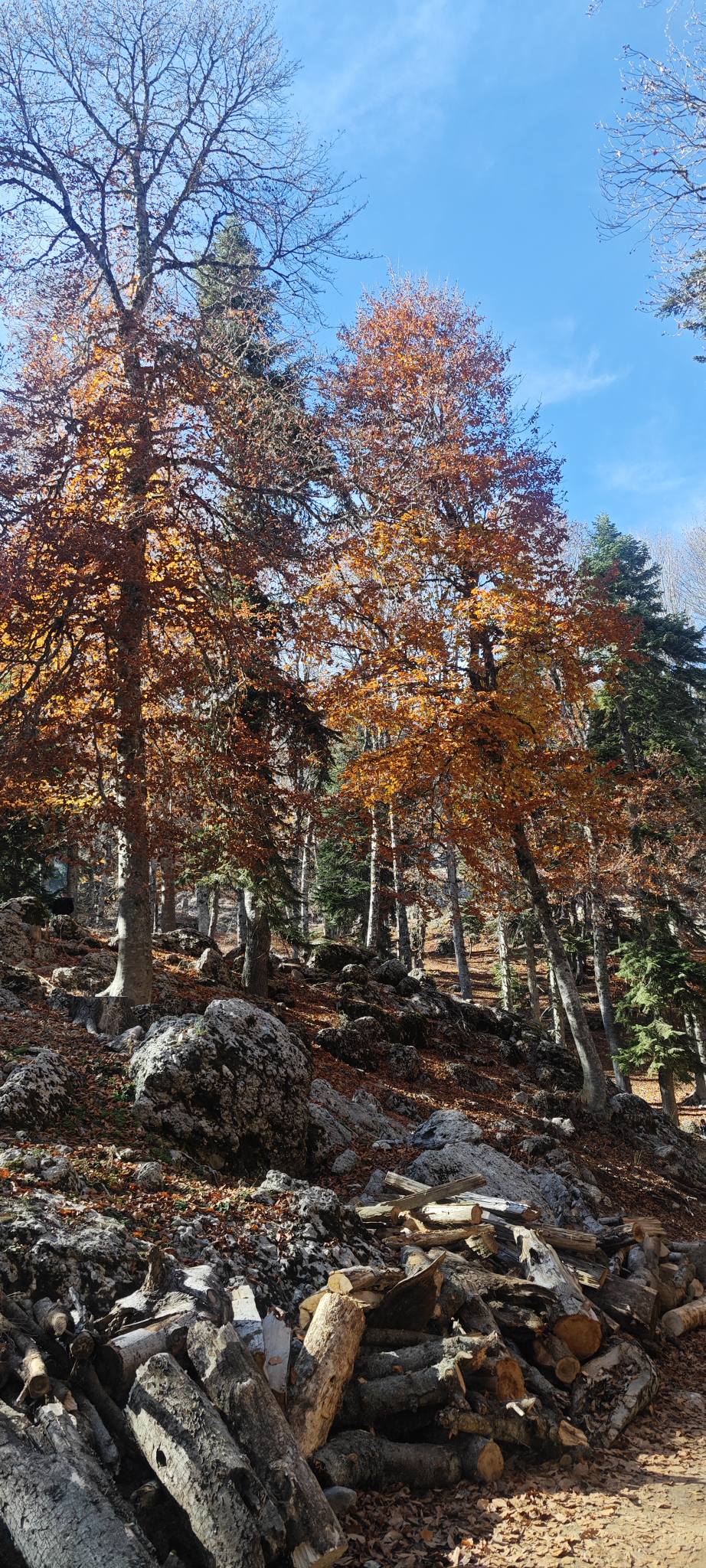 Sumbas Yirce Kayın Ormanları'nda Sonbahar Büyüsü Zirvede (12)