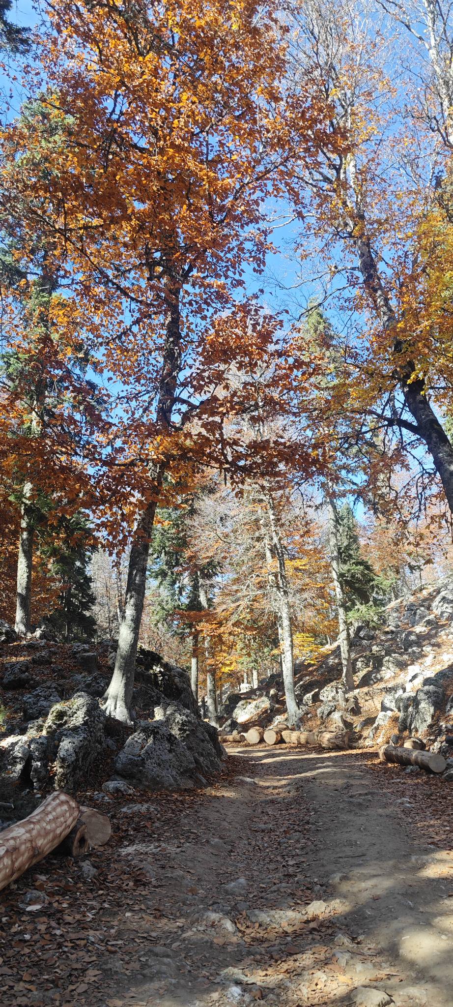 Sumbas Yirce Kayın Ormanları'nda Sonbahar Büyüsü Zirvede (2)