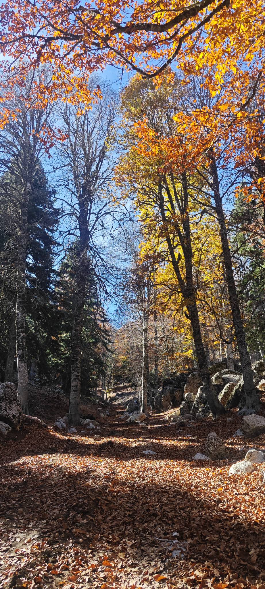 Sumbas Yirce Kayın Ormanları'nda Sonbahar Büyüsü Zirvede (3)