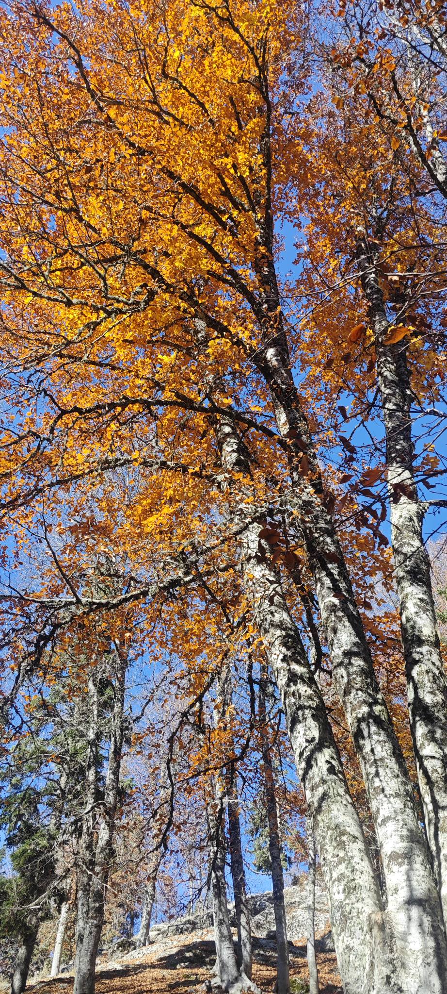 Sumbas Yirce Kayın Ormanları'nda Sonbahar Büyüsü Zirvede (4)