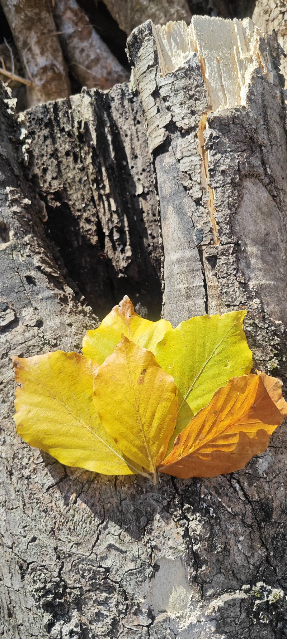 Sumbas Yirce Kayın Ormanları'nda Sonbahar Büyüsü Zirvede (5)