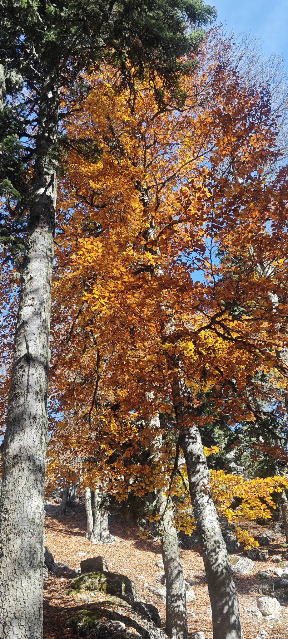 Sumbas Yirce Kayın Ormanları'nda Sonbahar Büyüsü Zirvede (6)