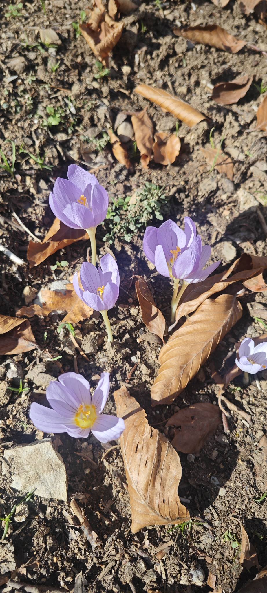 Sumbas Yirce Kayın Ormanları'nda Sonbahar Büyüsü Zirvede (7)