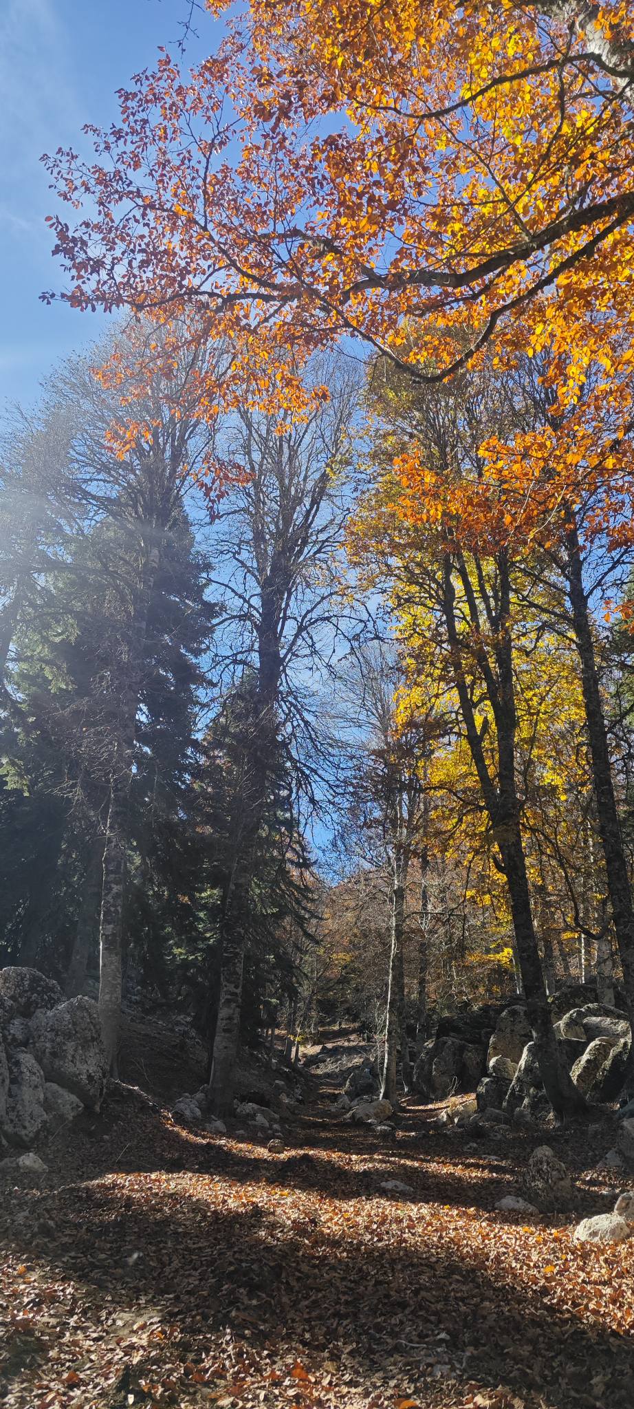 Sumbas Yirce Kayın Ormanları'nda Sonbahar Büyüsü Zirvede (8)