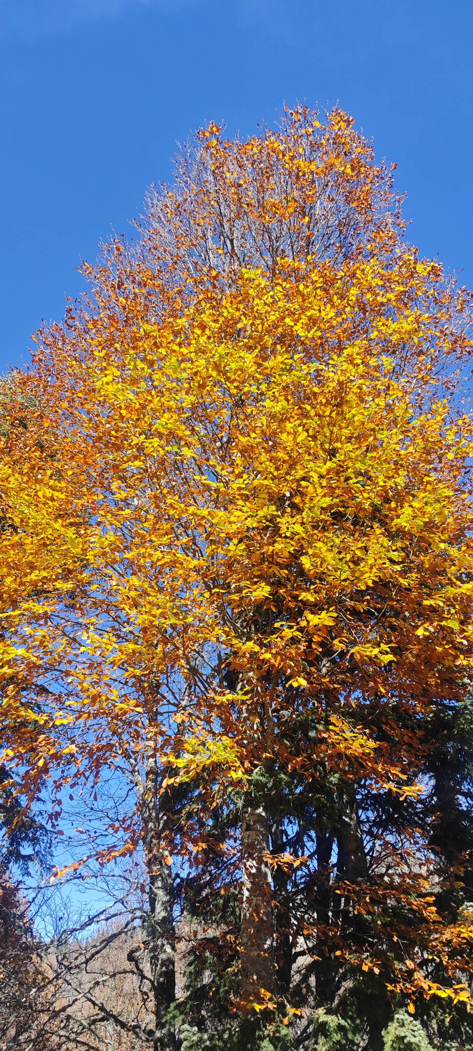 Sumbas Yirce Kayın Ormanları'nda Sonbahar Büyüsü Zirvede (9)
