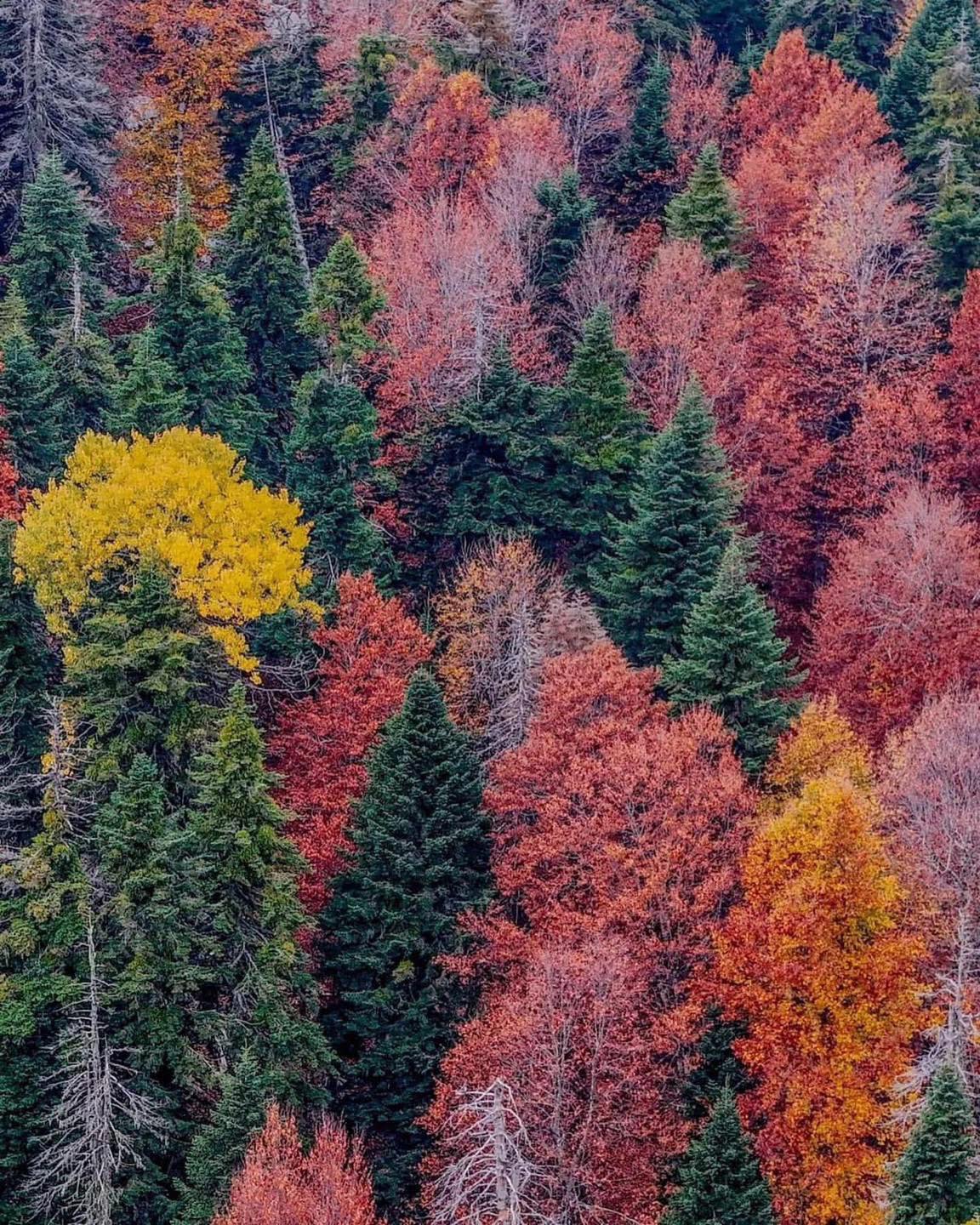 Sumbas Yirce Yaylası’nda Doğanın Renk Cümbüşü5