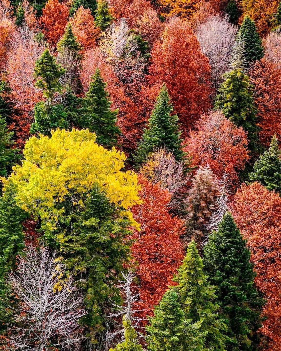 Sumbas Yirce Yaylası’nda Doğanın Renk Cümbüşü6